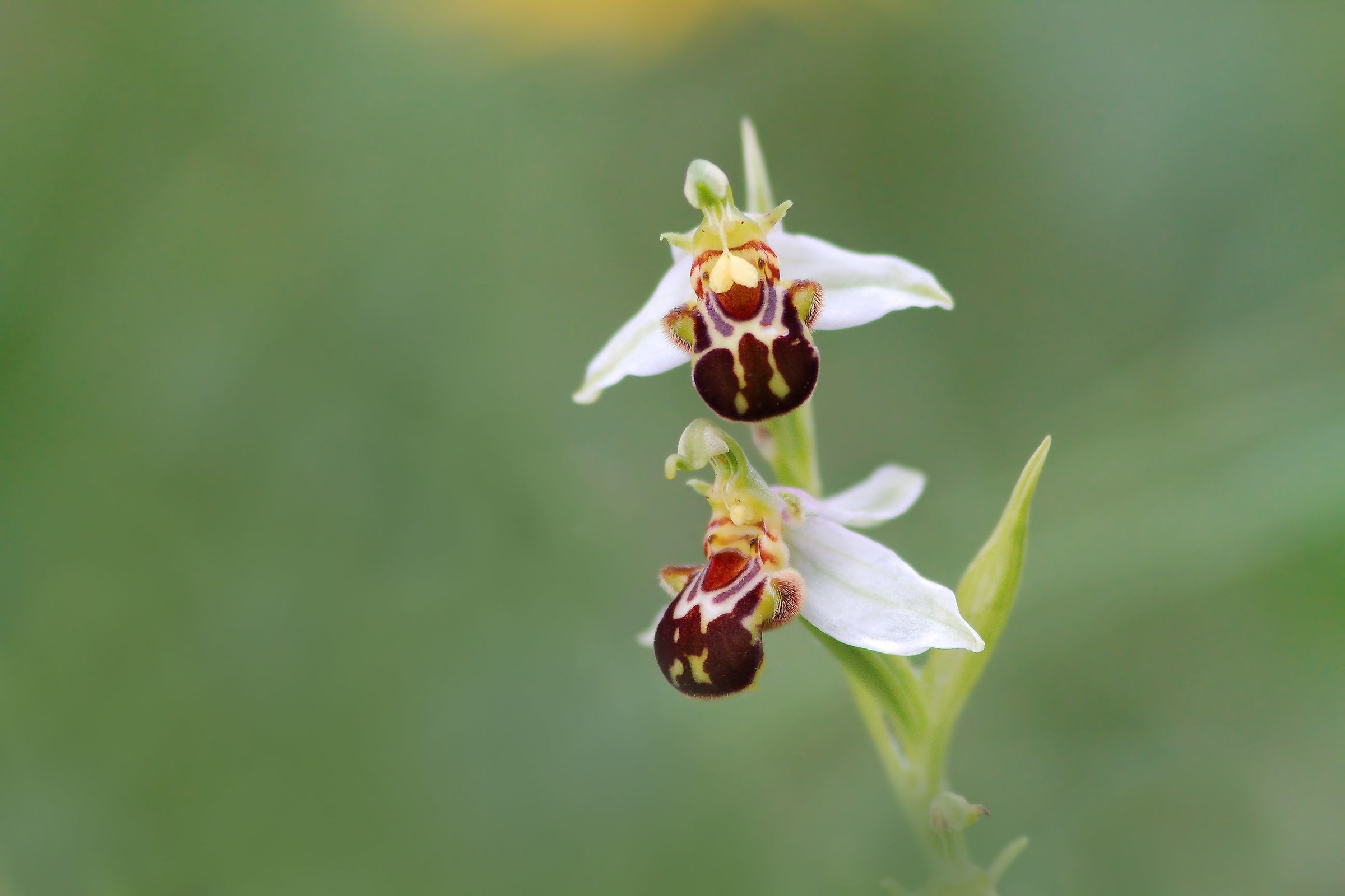 Ophrys Apifera