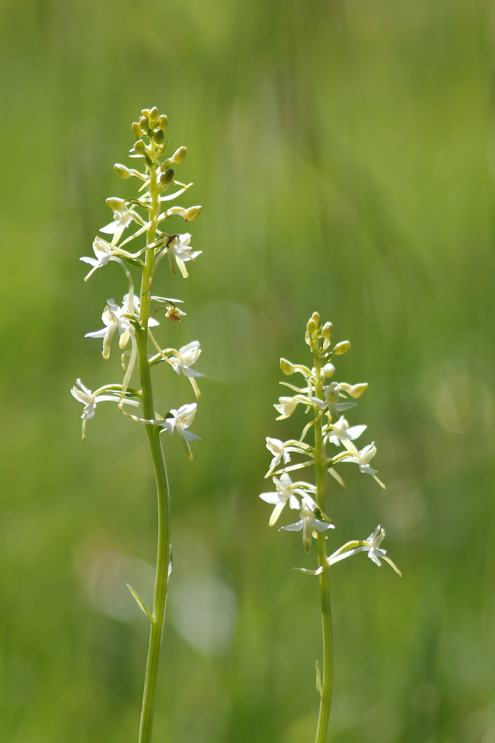 Platanthera Bifolia