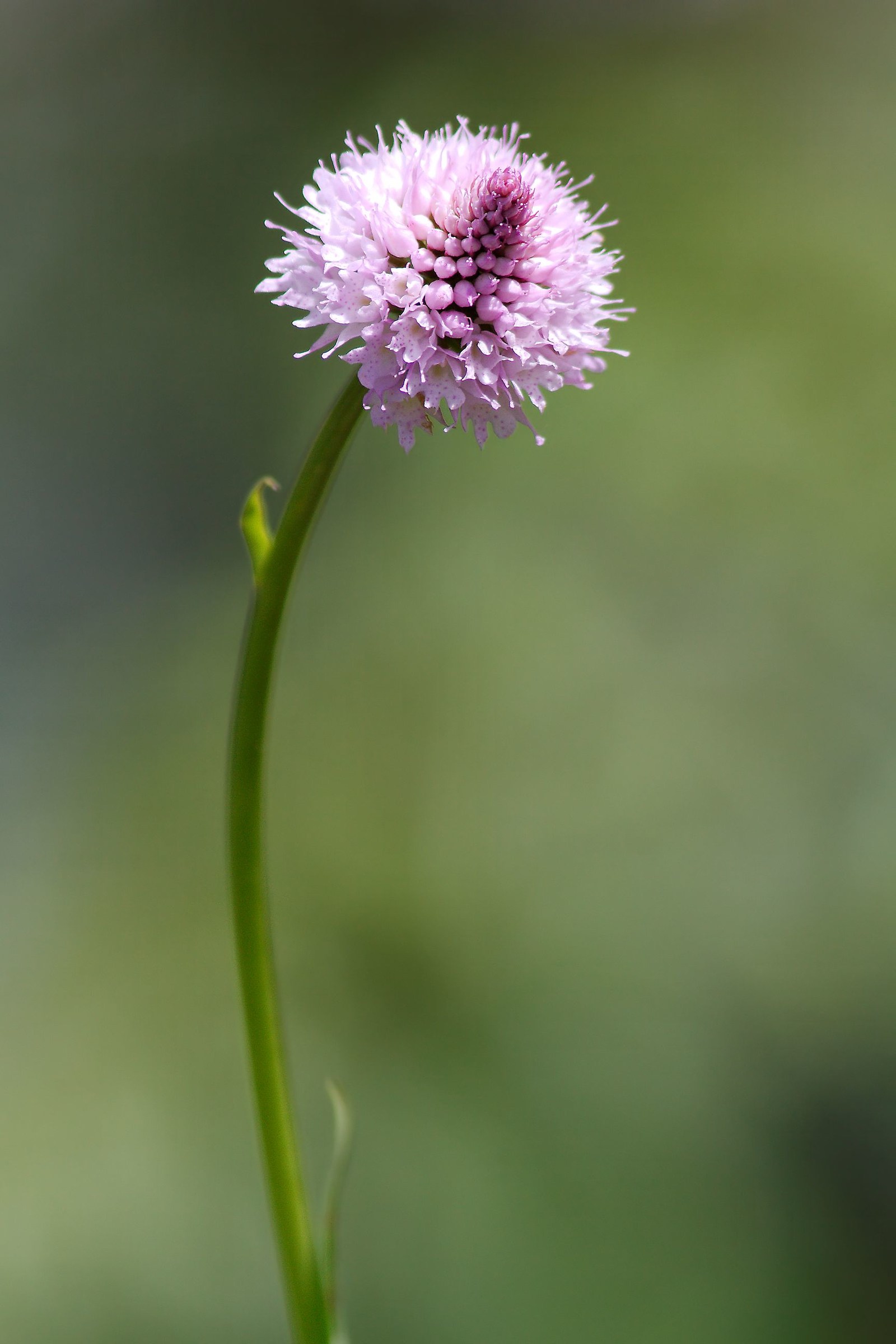 Traunsteinera Globosa