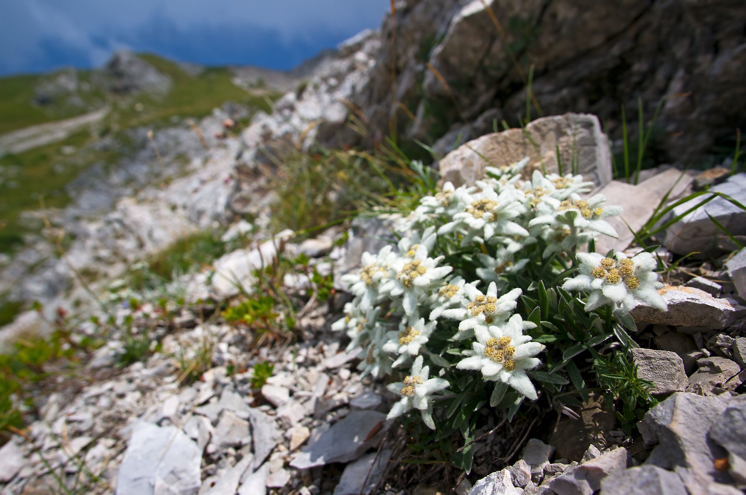 Leontopodium Alpinum