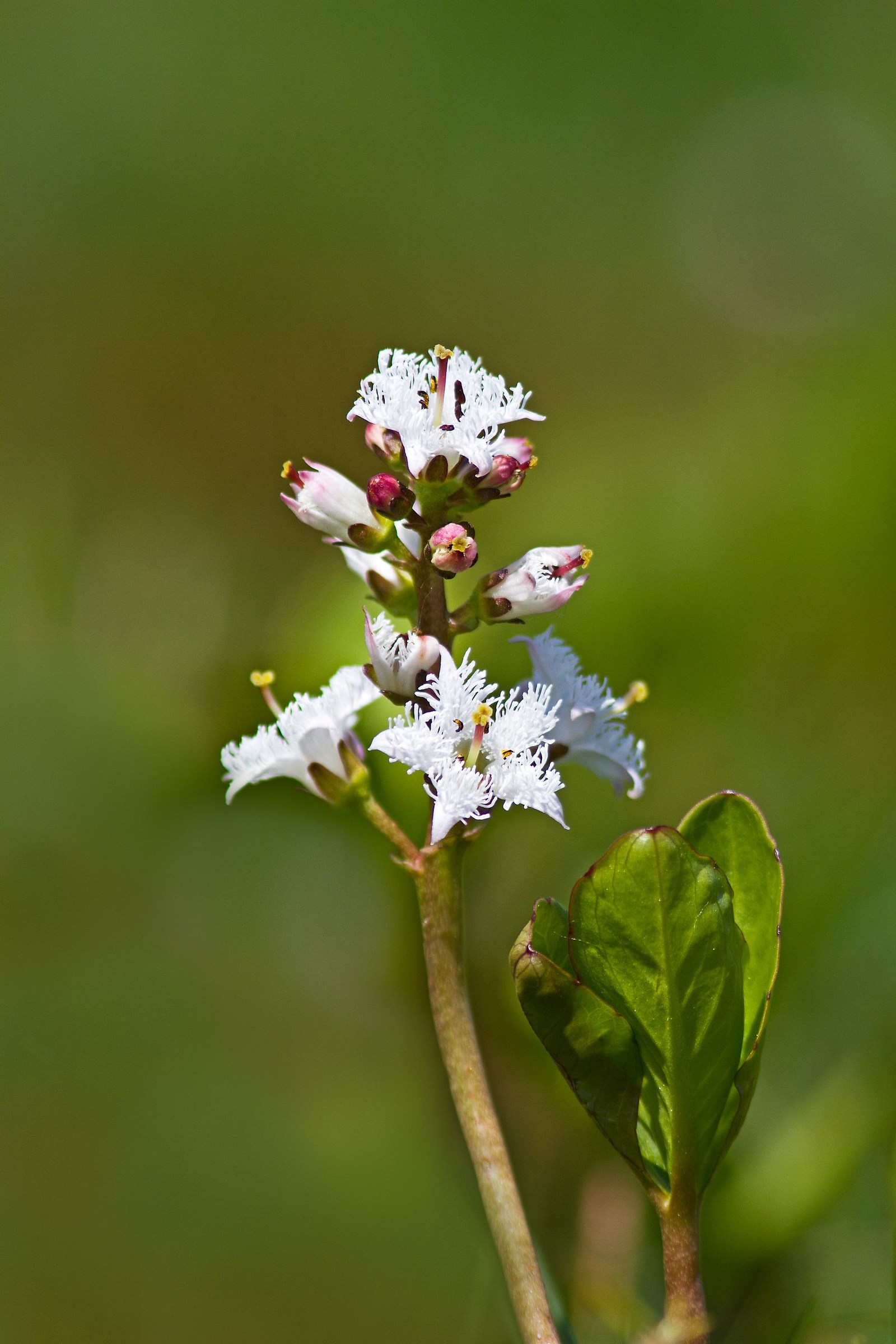 Menyanthes Trifoliata