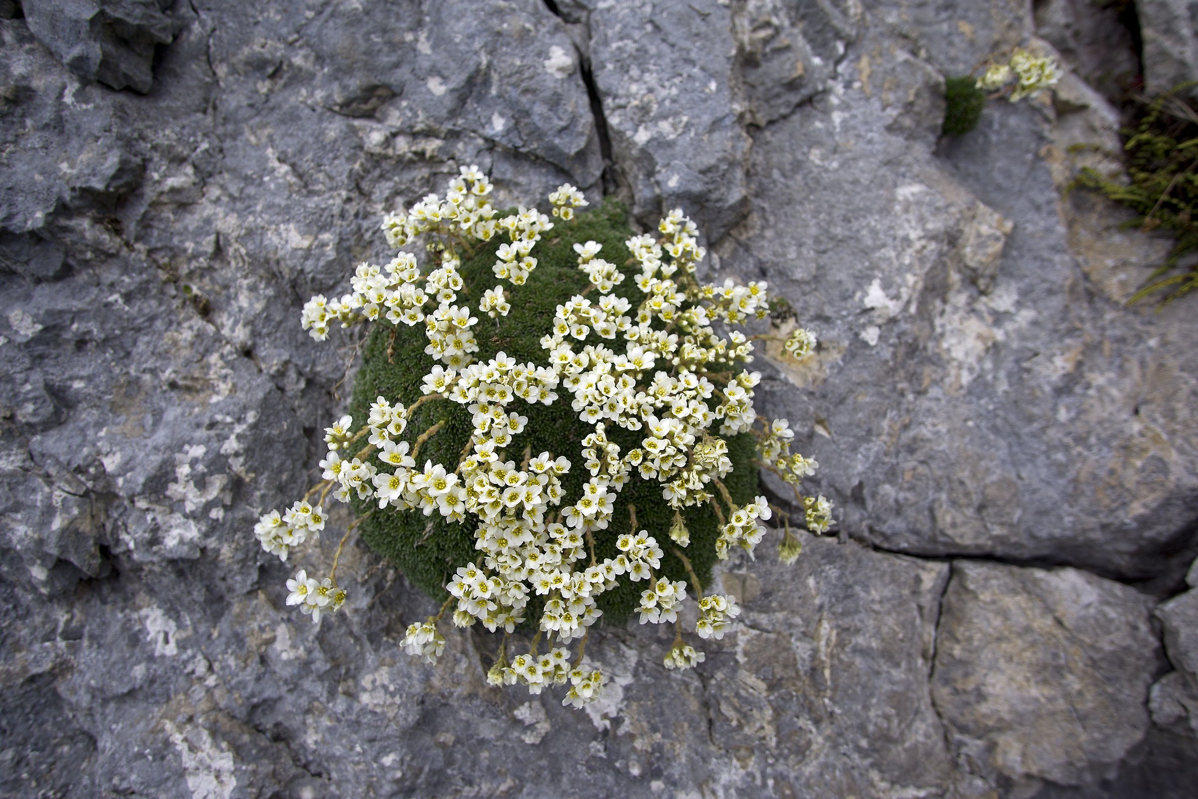 Saxifraga Vandellii