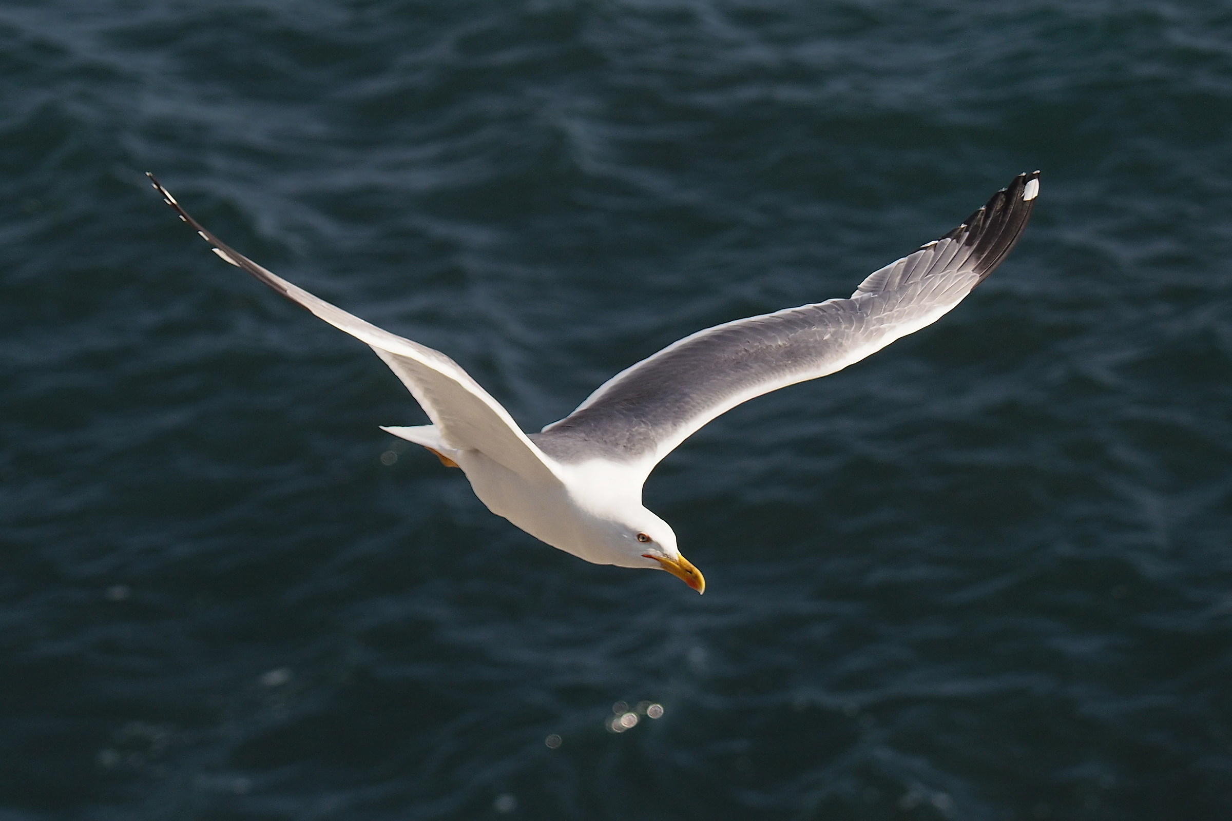 Il volo del gabbiano