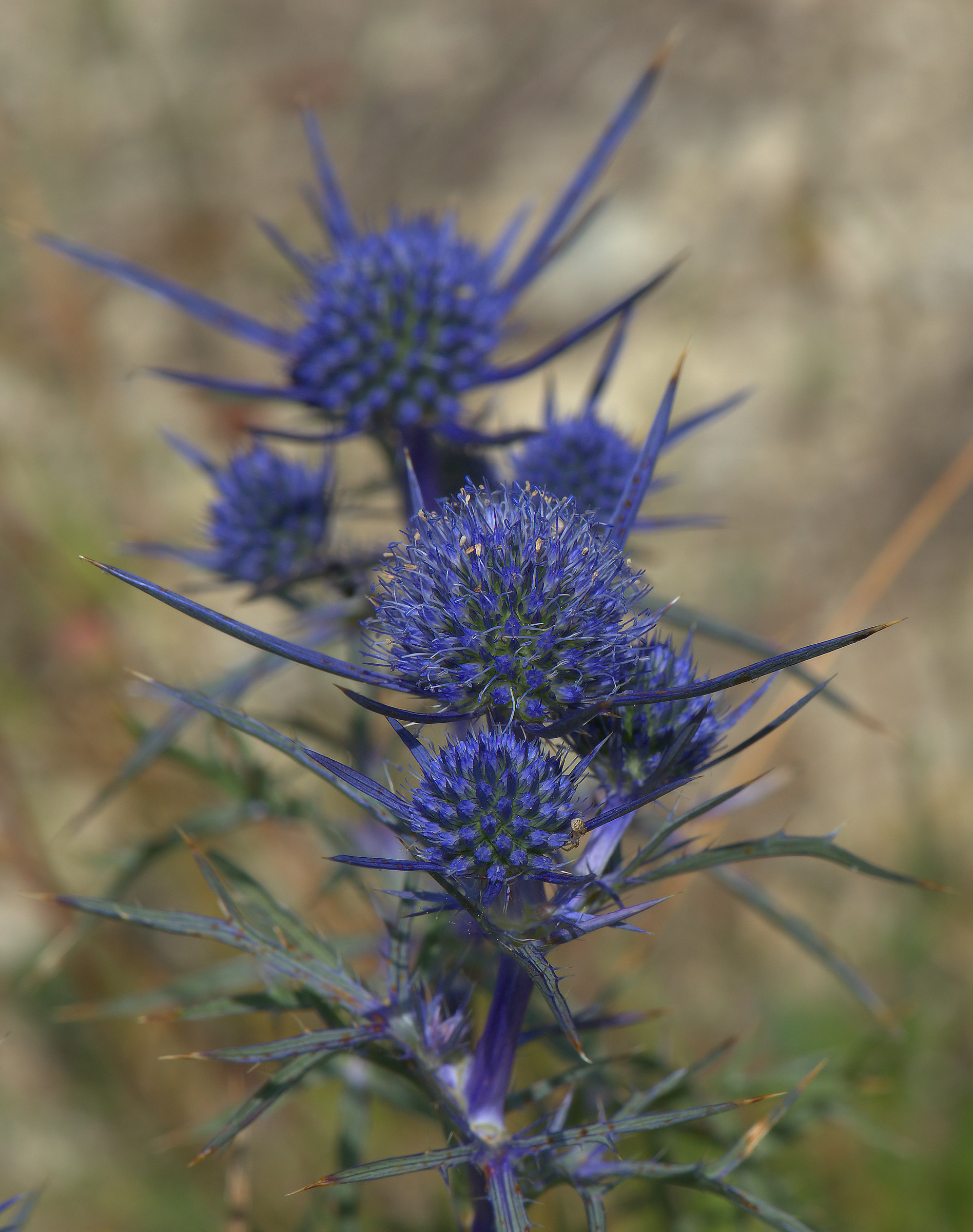 Eryngium planum