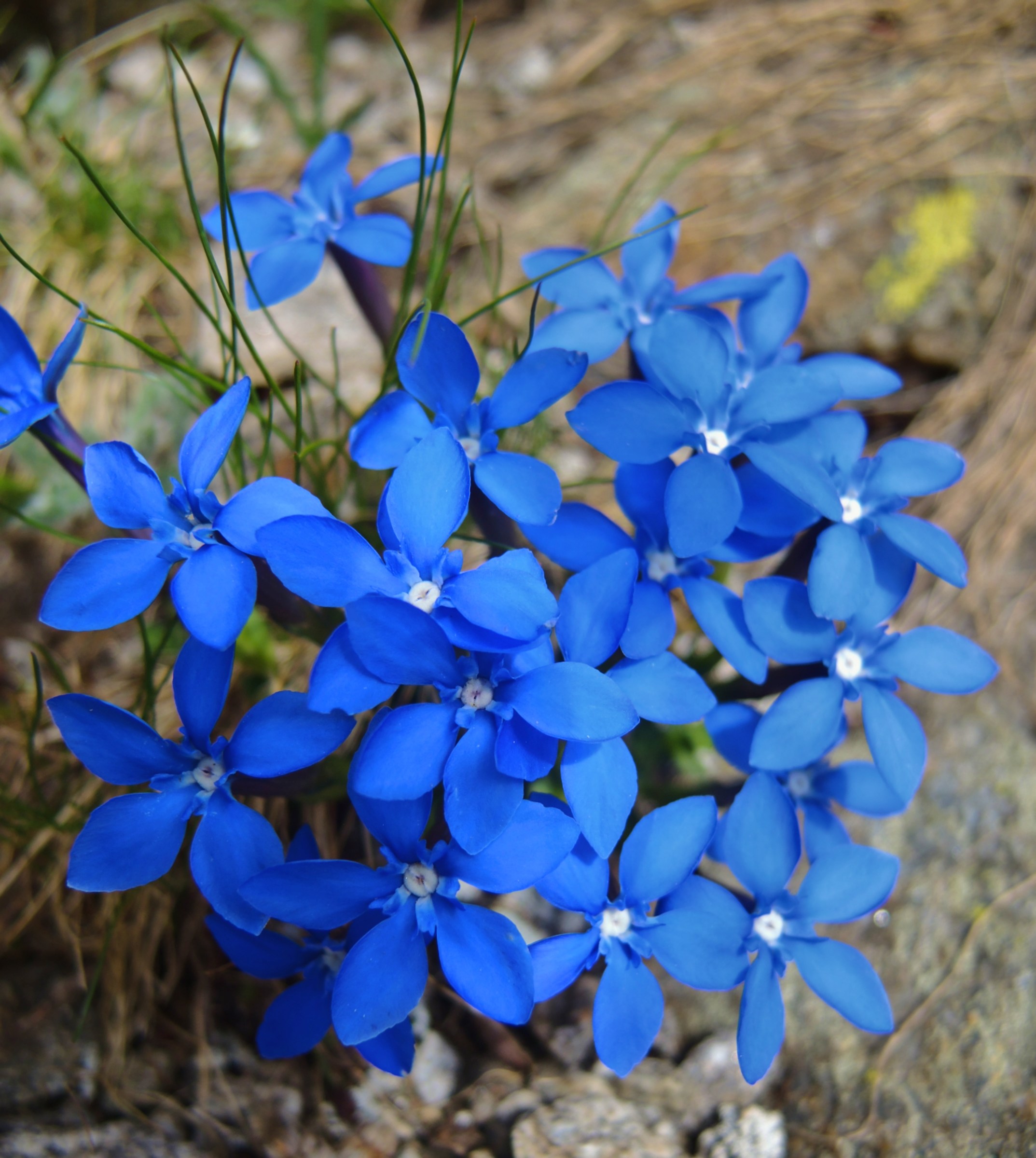 Gentiana verna