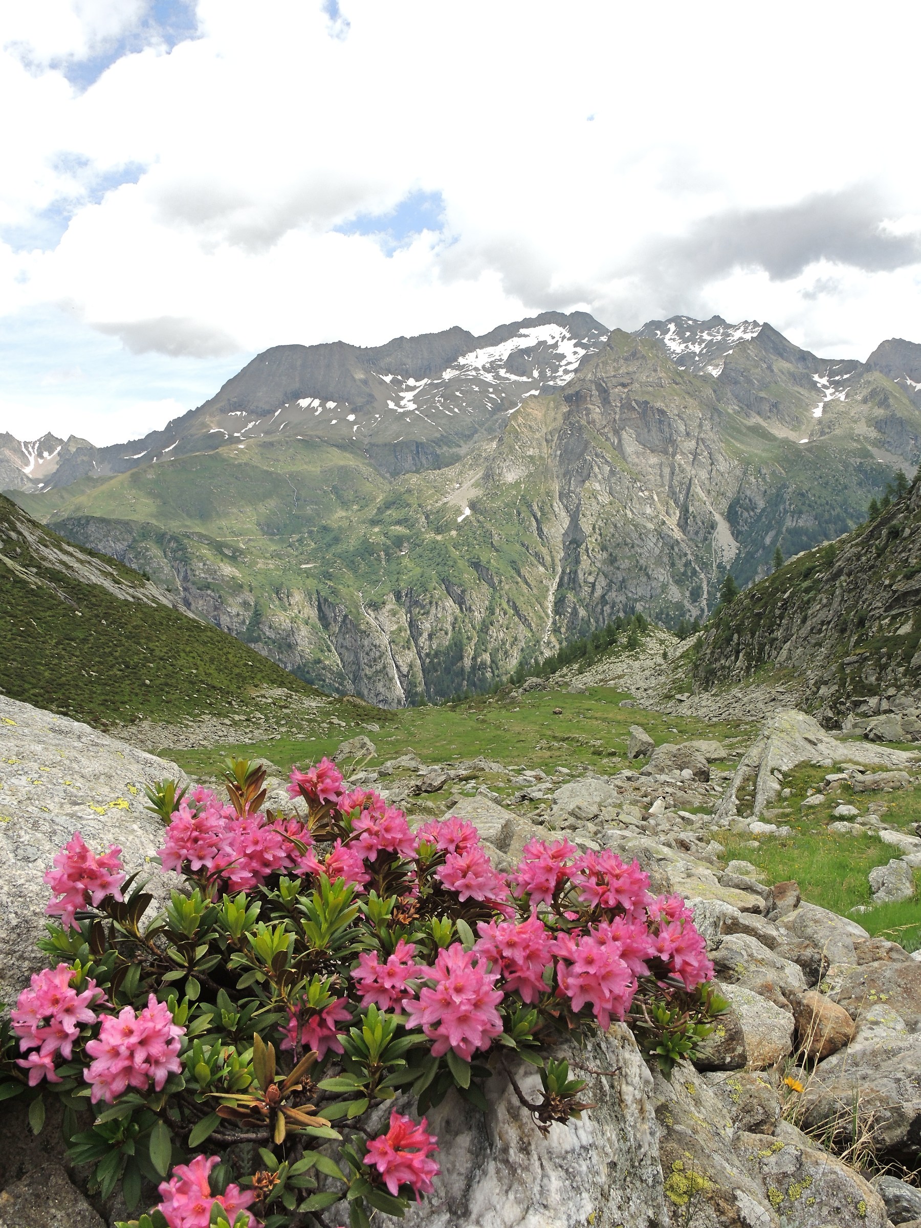 Rhododendrons in altitude