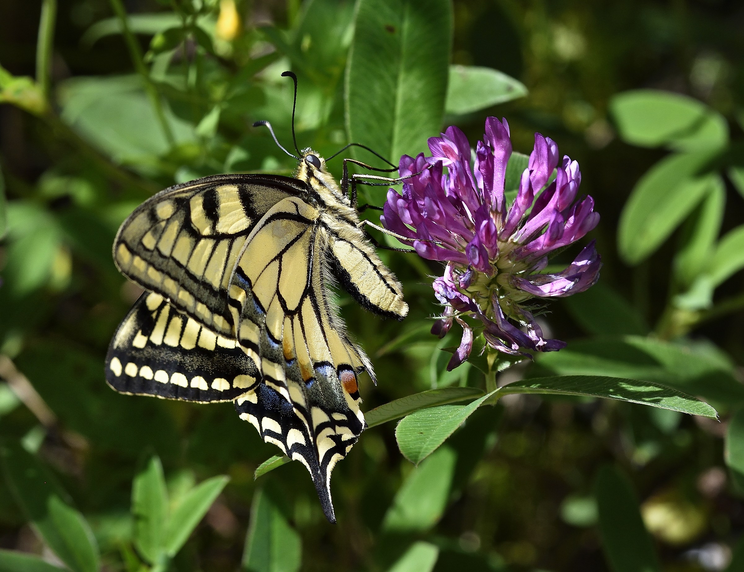 papilio machaon
