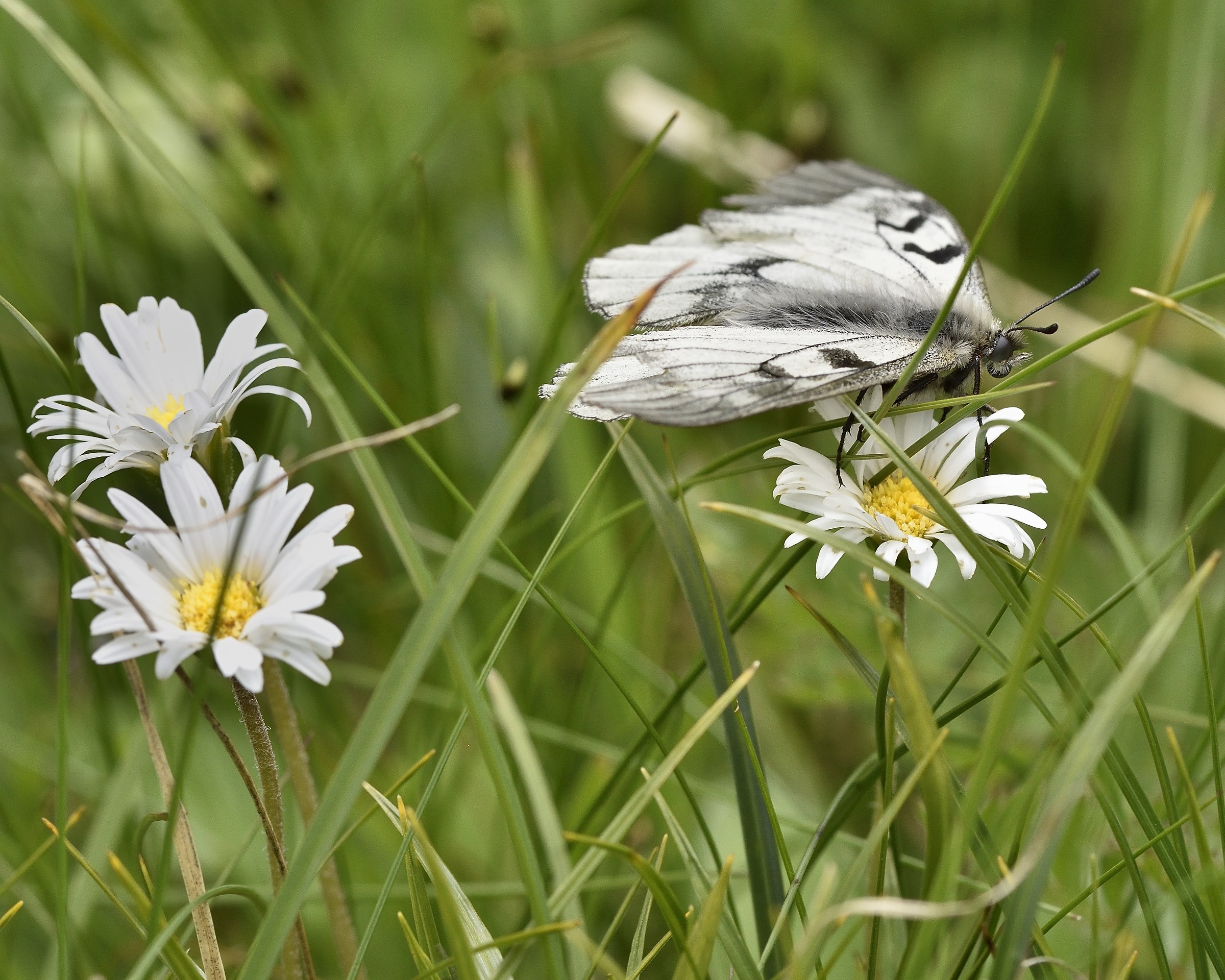 parnassius mnemosyne