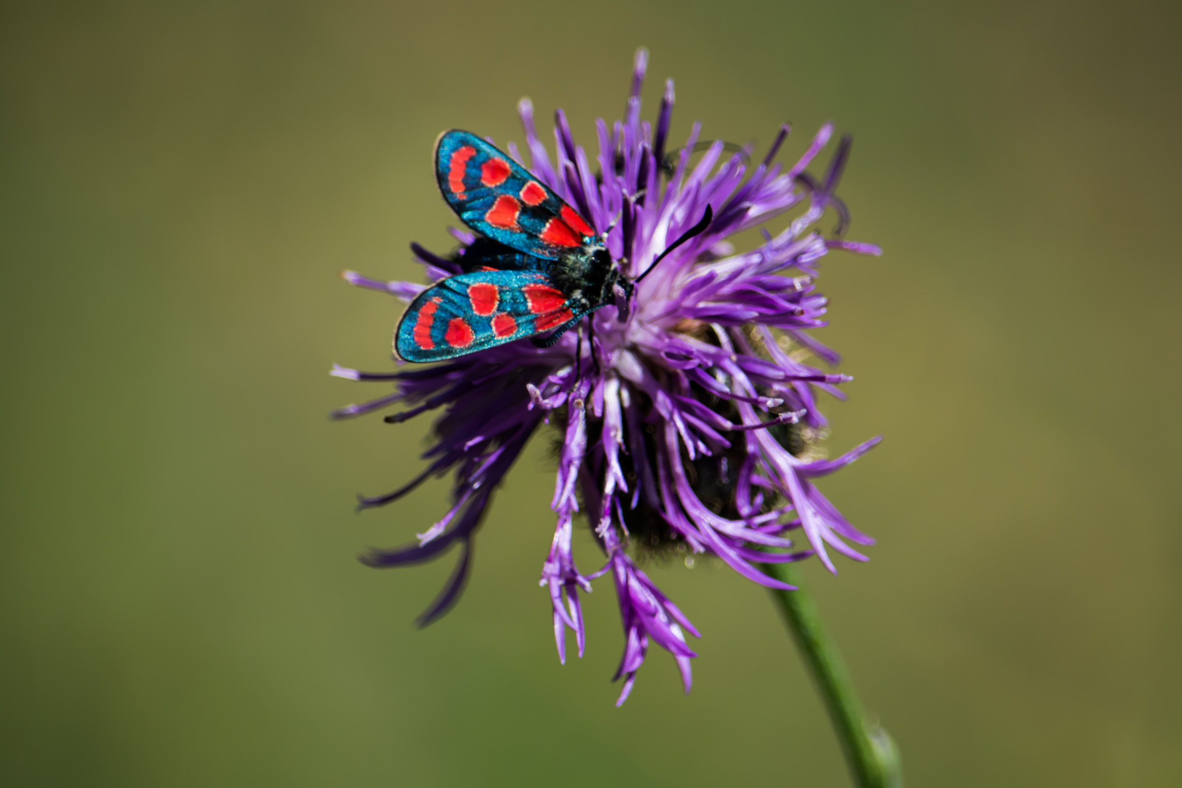 Zygaena filipendulae