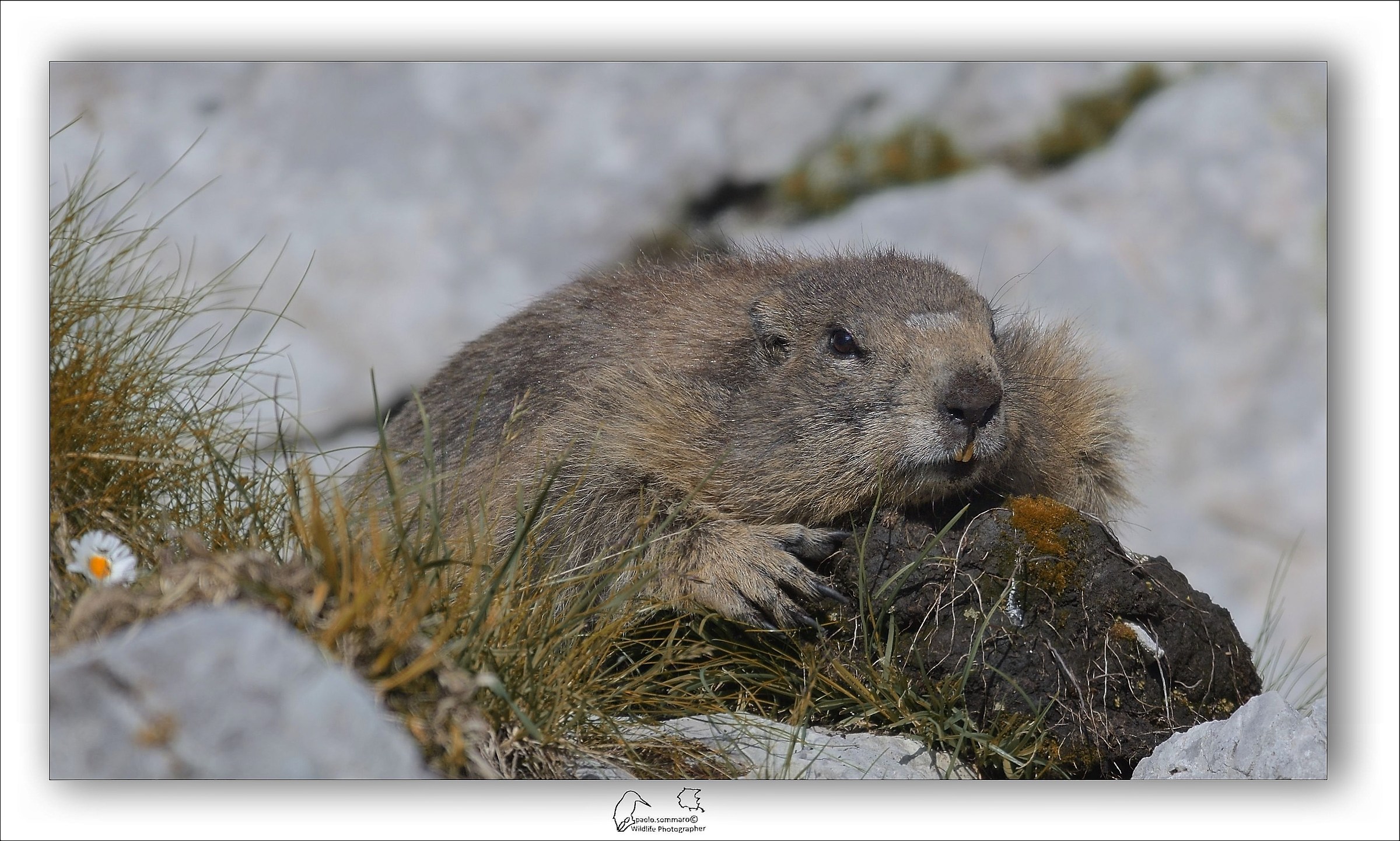 Marmot