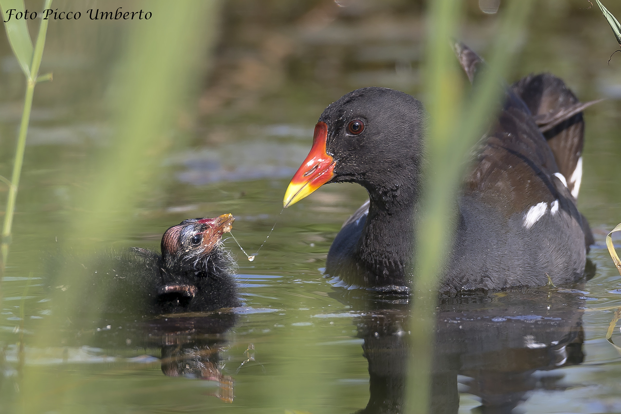 Among the reed beds the essential
