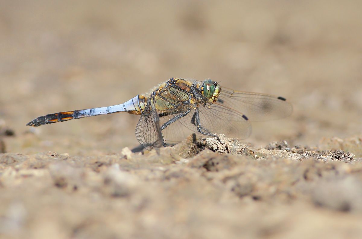 Dragonfly