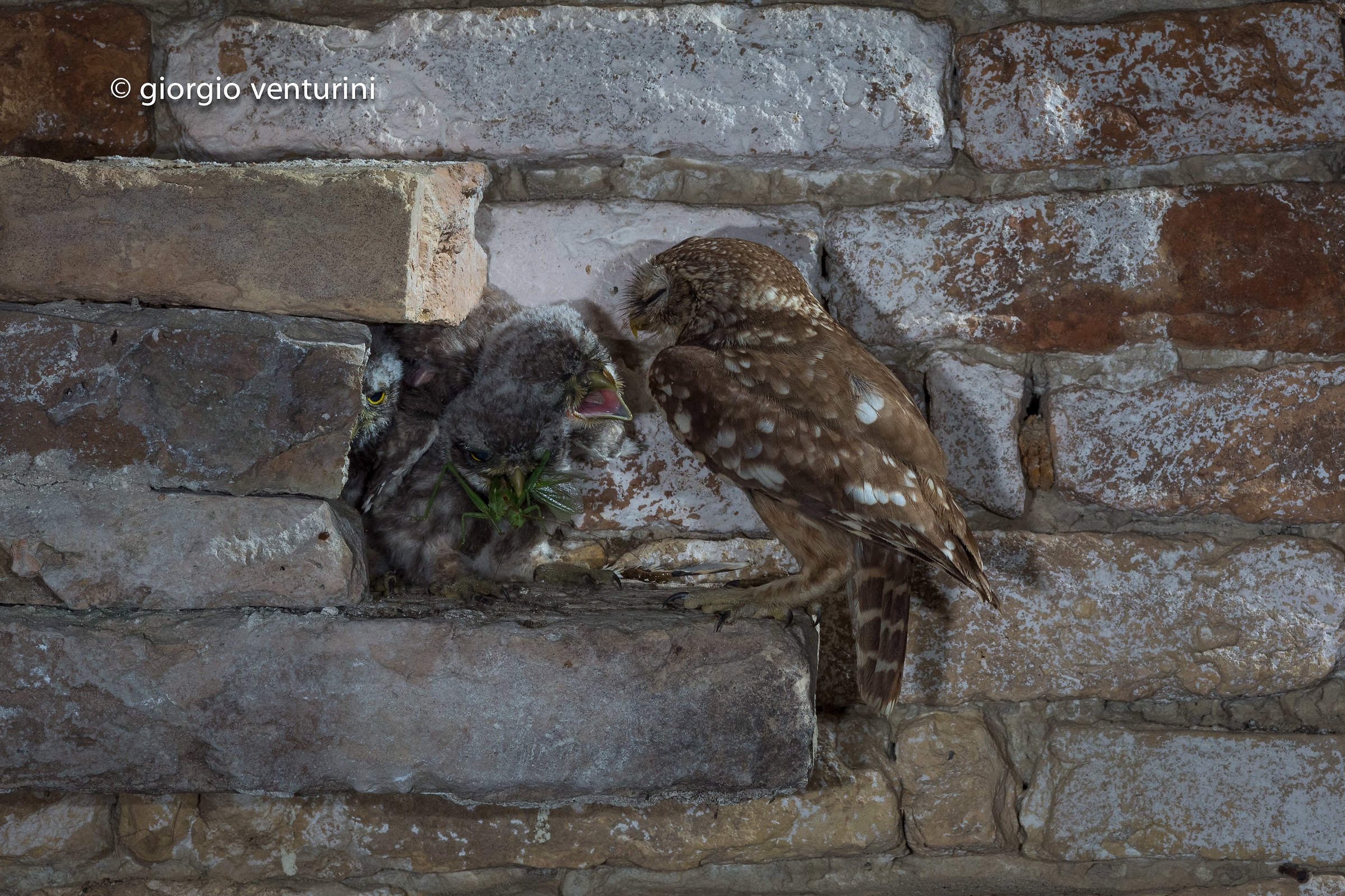 Owl with Pullets
