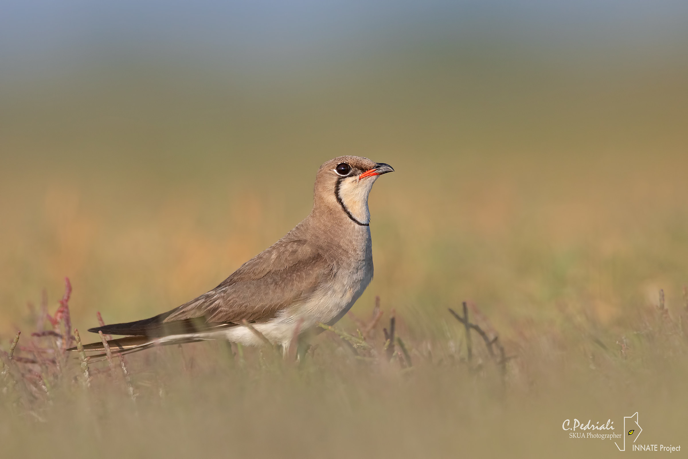 Partridge of the Sea...