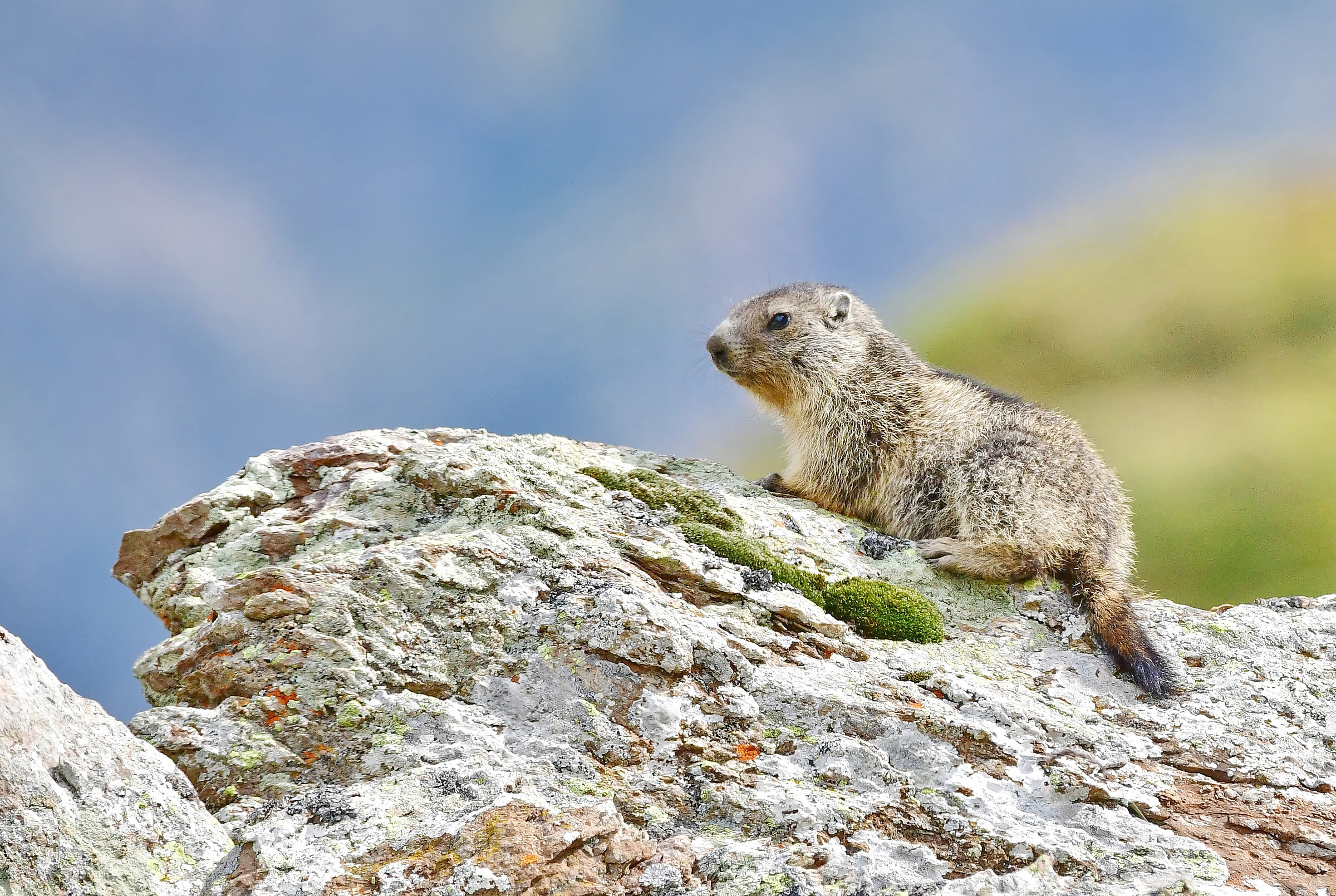 baby marmot