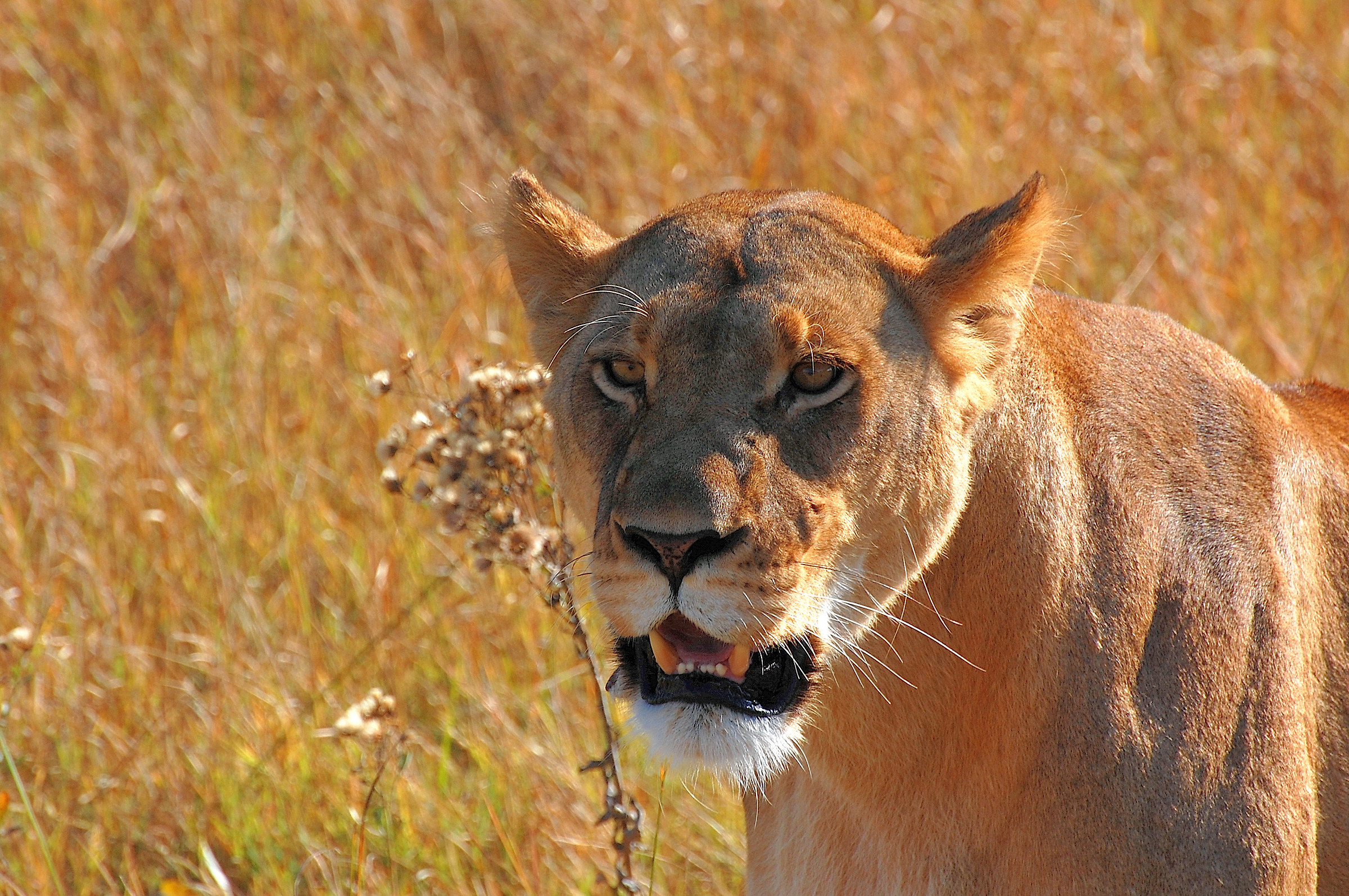 Botswana-Moremi Park: Smile