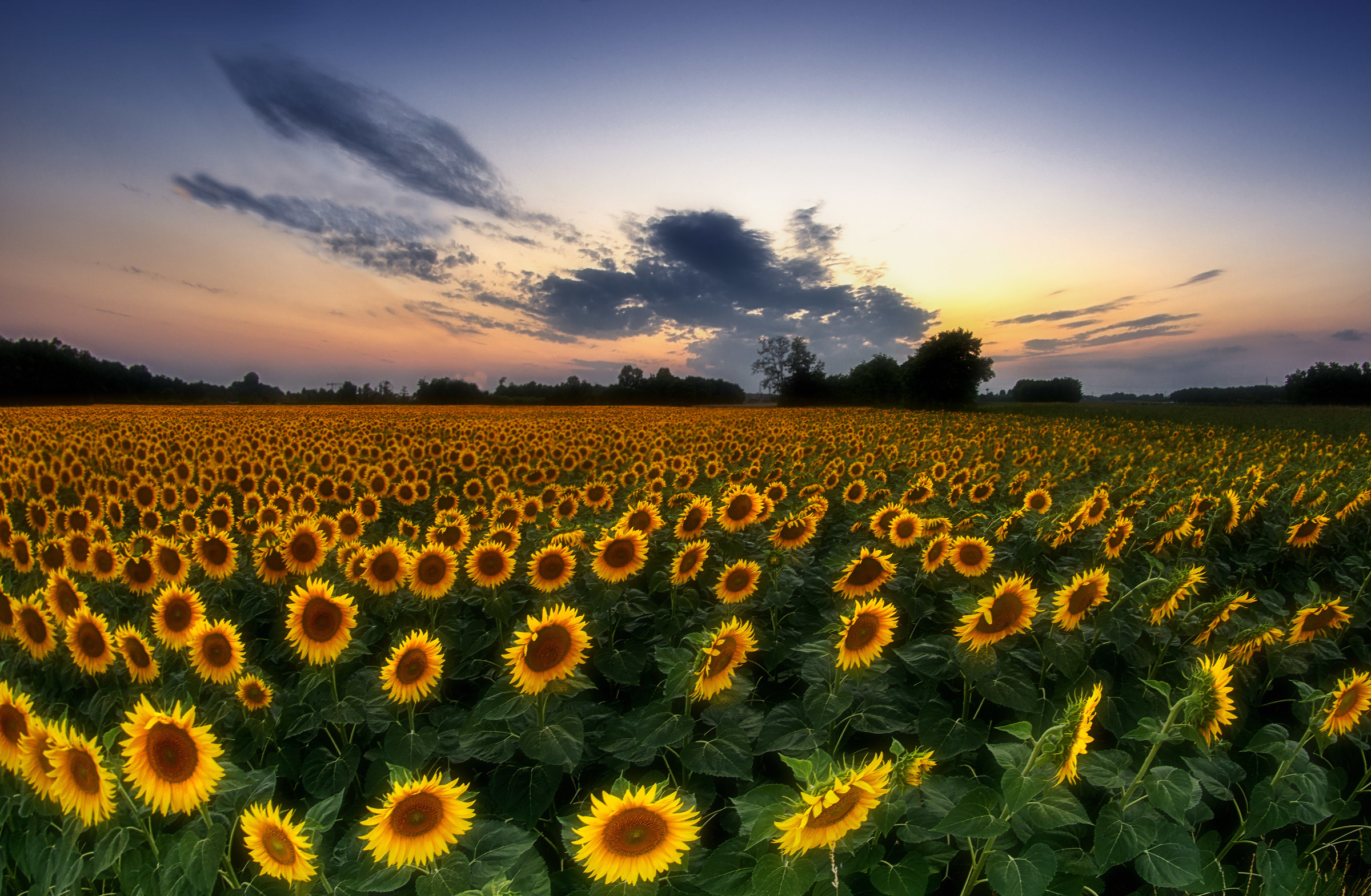 Sunflowers