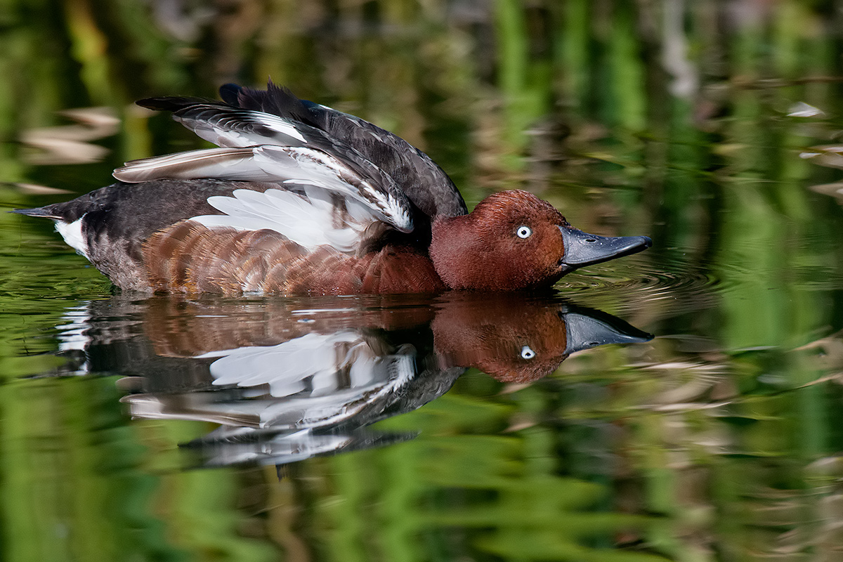 Moretta tabaccata (stiracchiata)