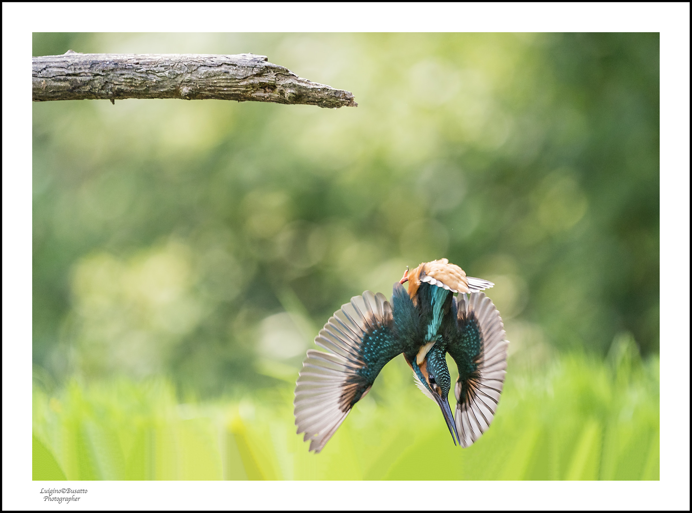 Martin pescatore in tuffo buffo