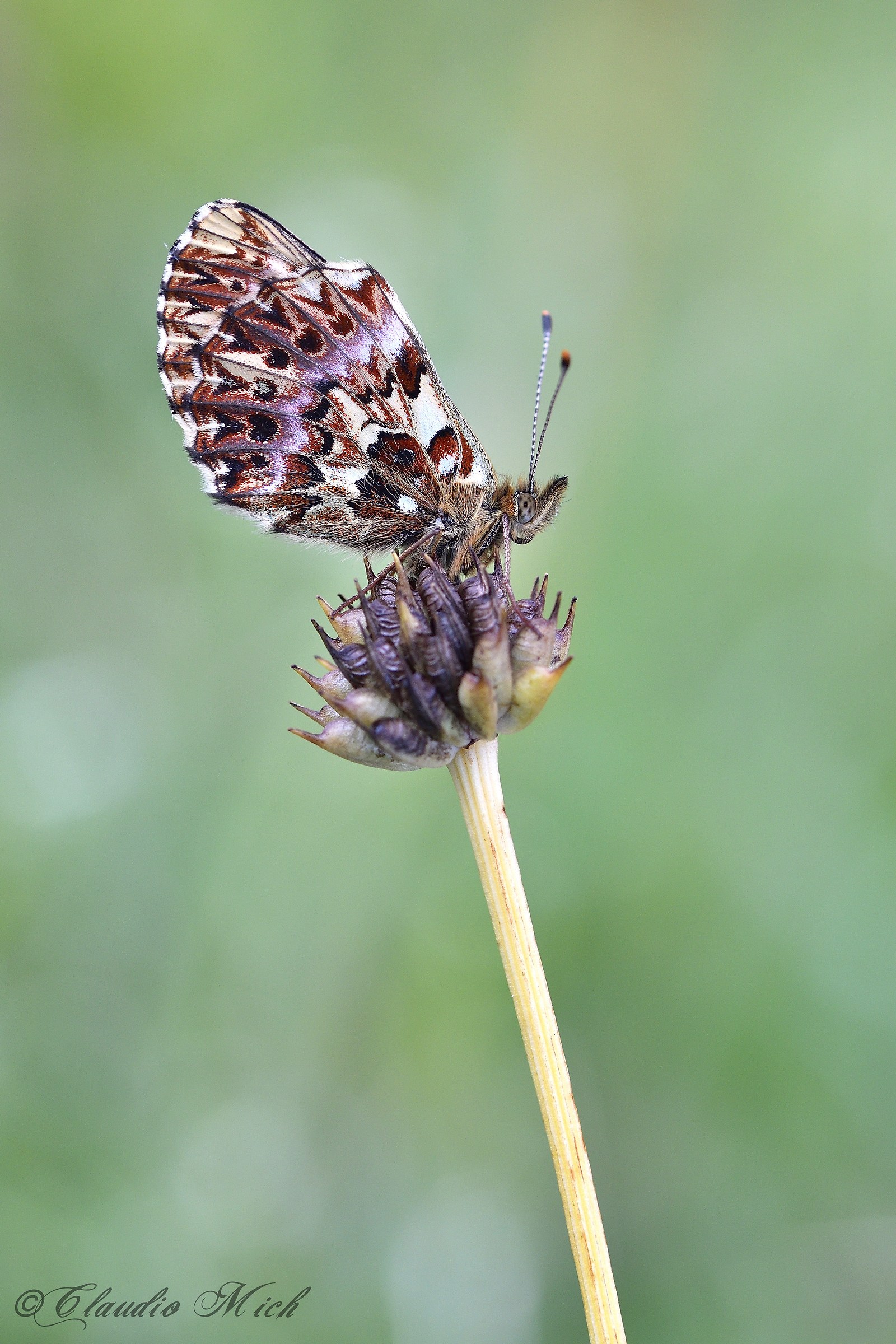 Boloria titania