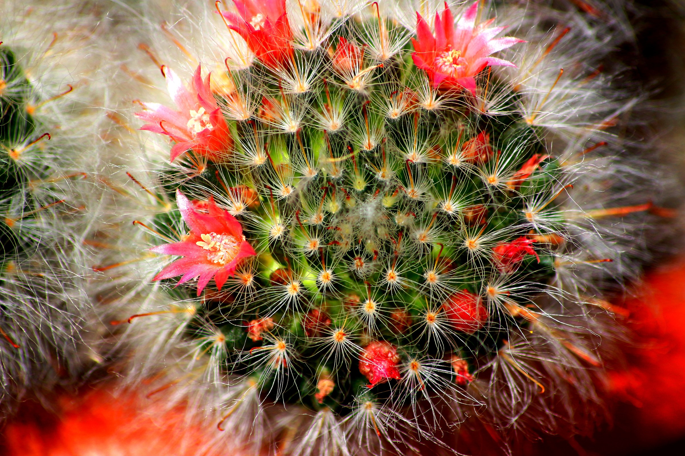 fuochi d'artificio sulla pianta grassa