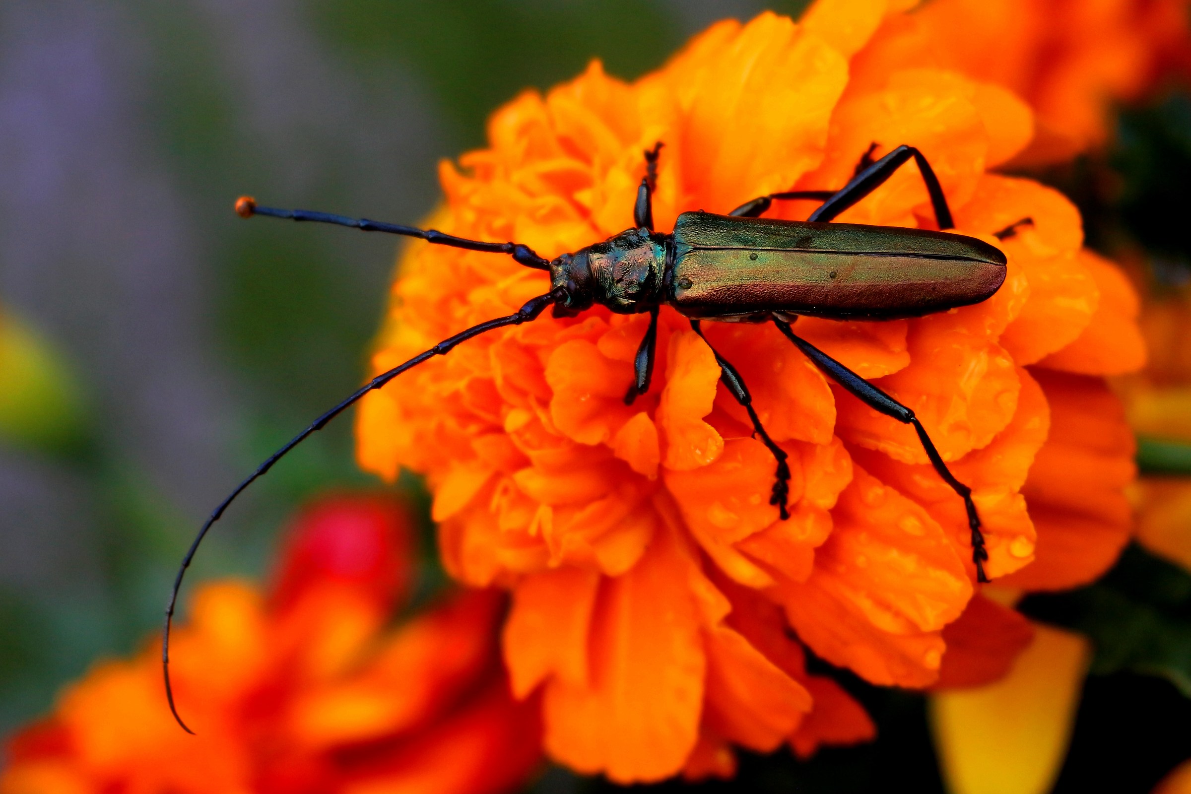 The insect from the green armor