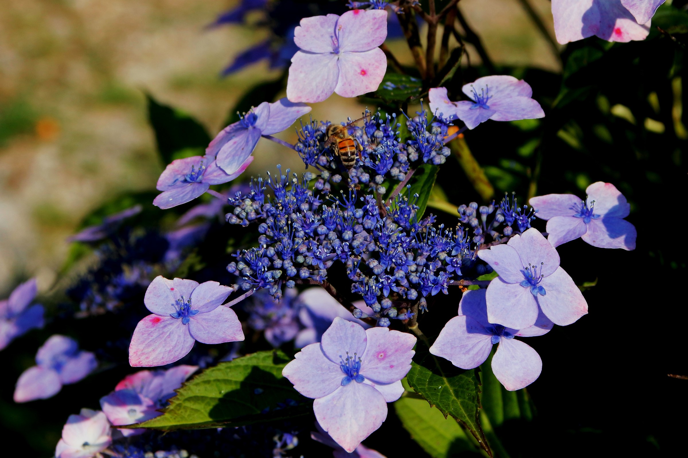 The bee in the blue Sea