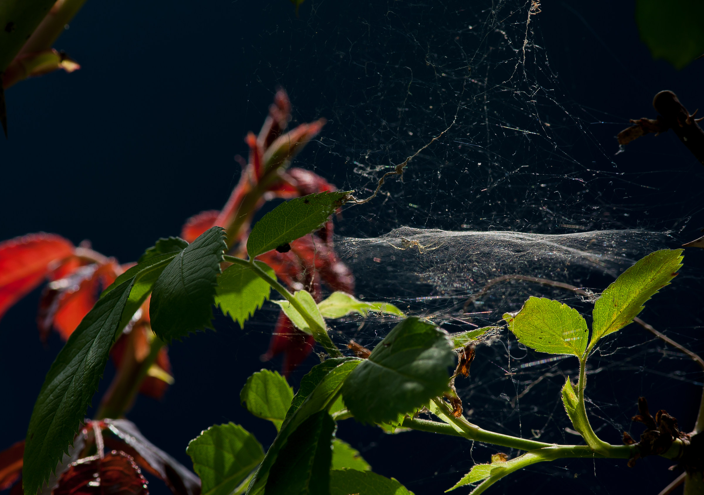 The path of the spider nests at sunset