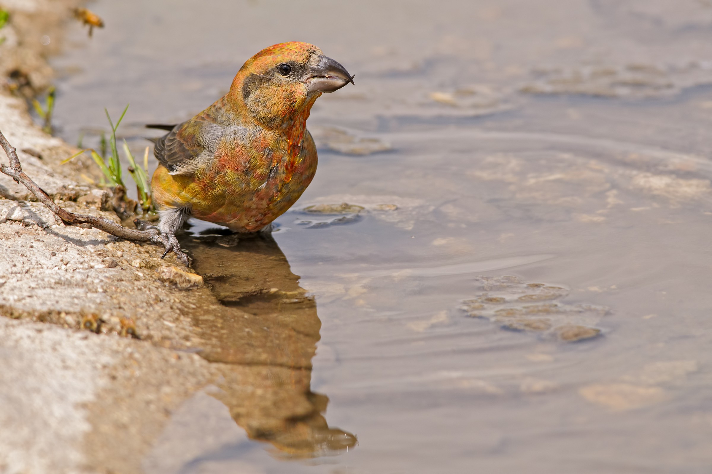 Crossbill (Loxia curvirostra)