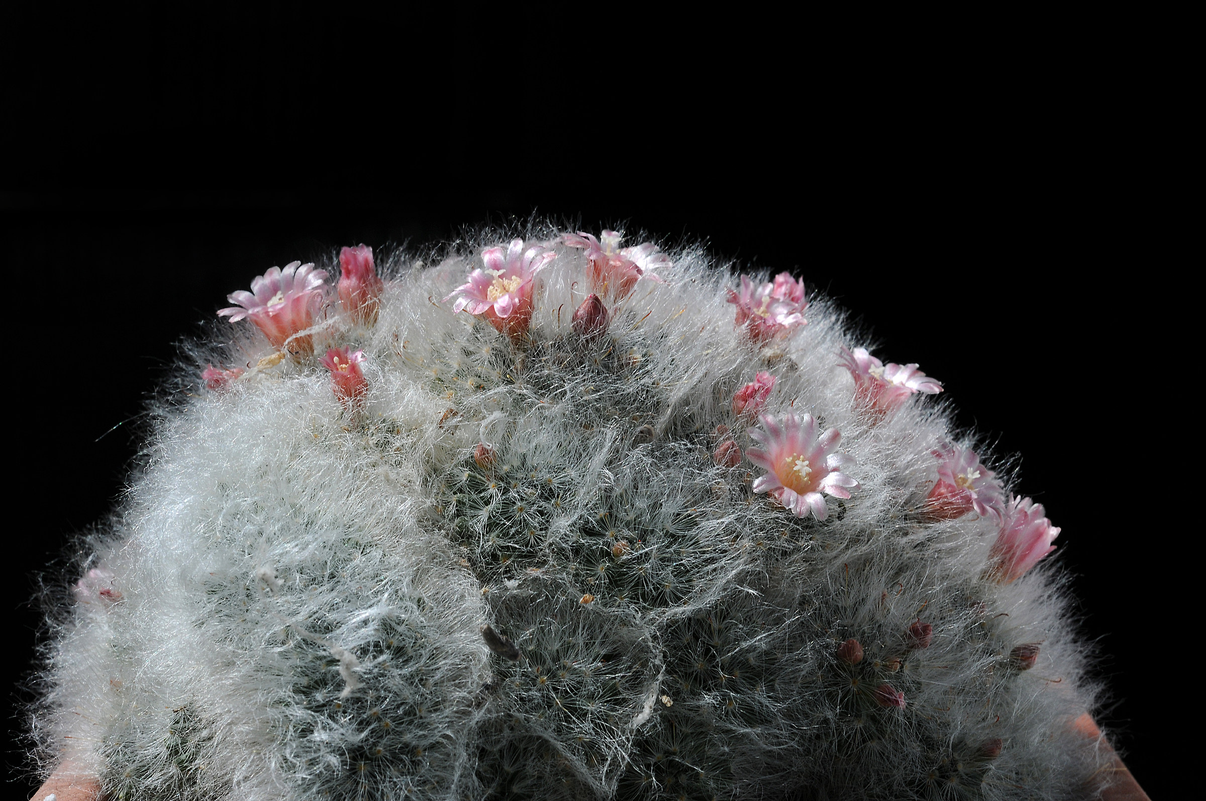 Mammillaria bocasana