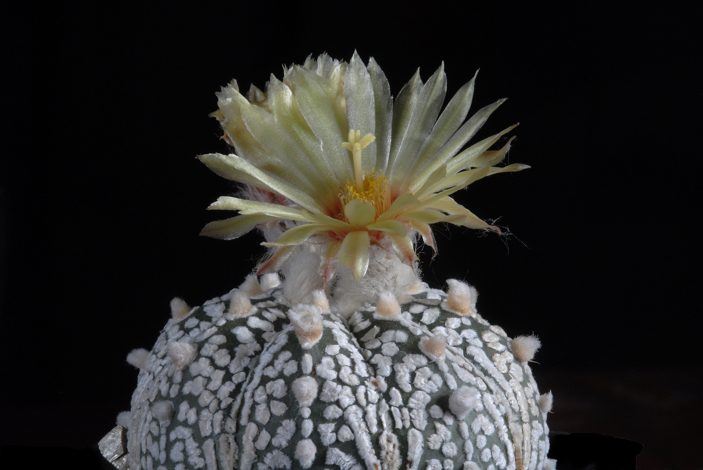 Astrophytum Asterias v. Superkabuto