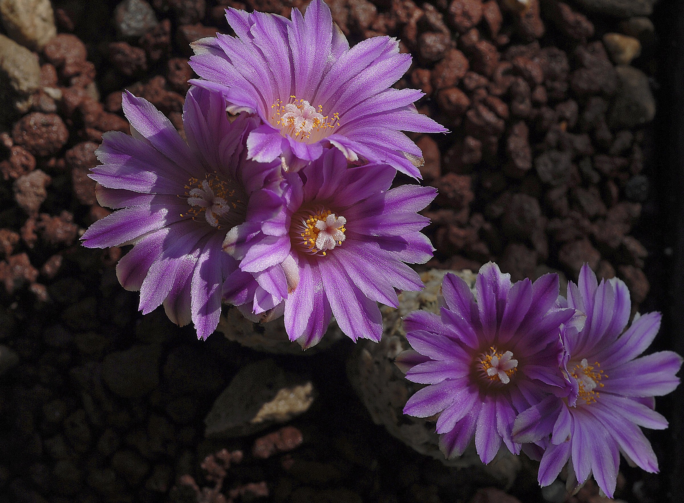 Plecyphora Valdeziana