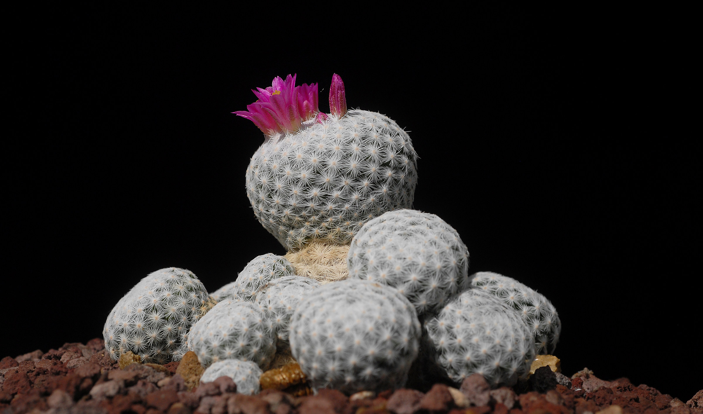 Mammillara humpboldii