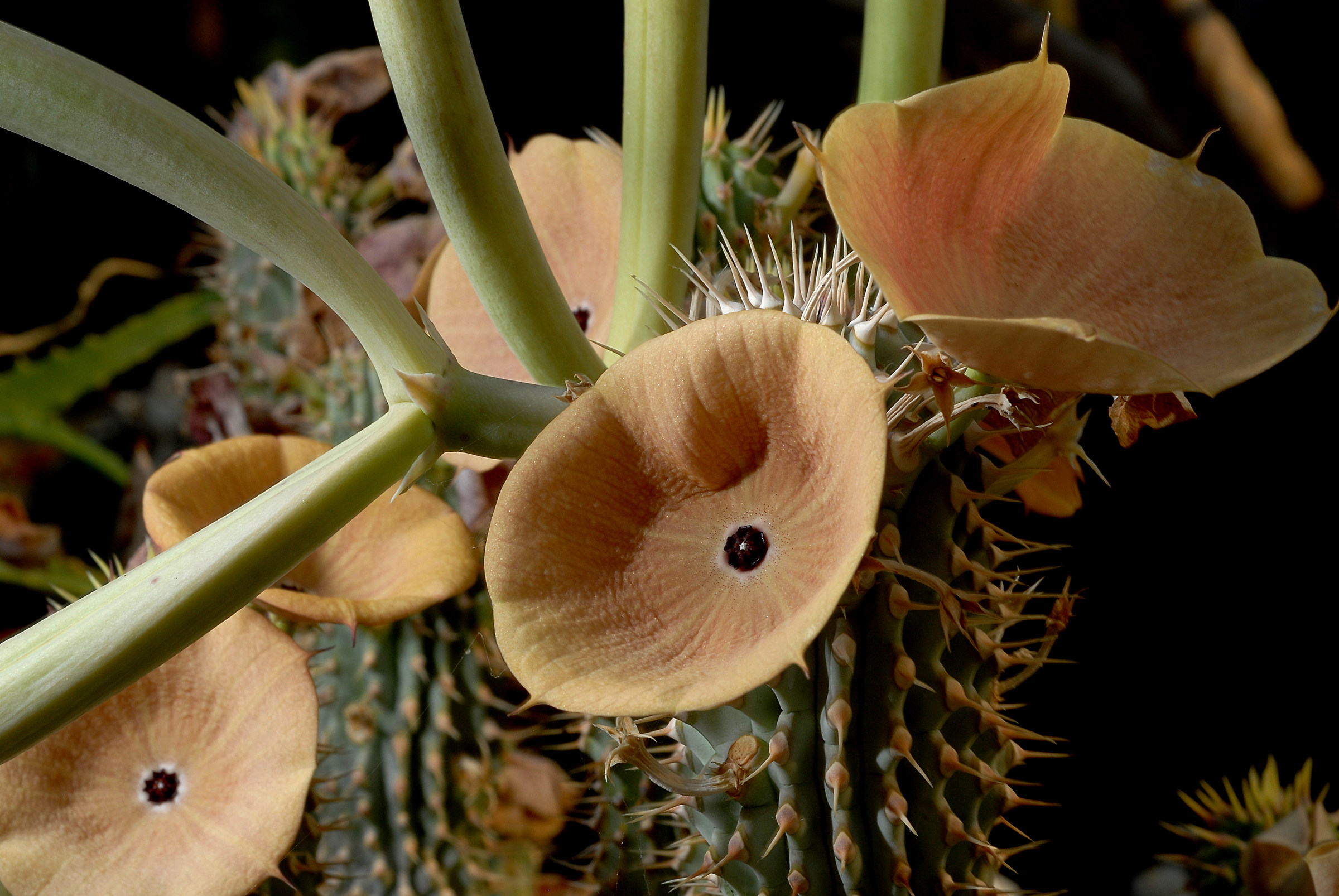 Hoodia Gordonii
