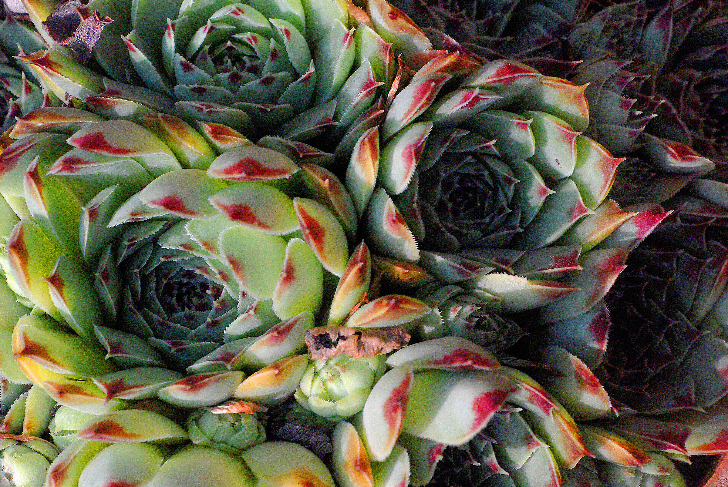 Sempervivum Tectorum