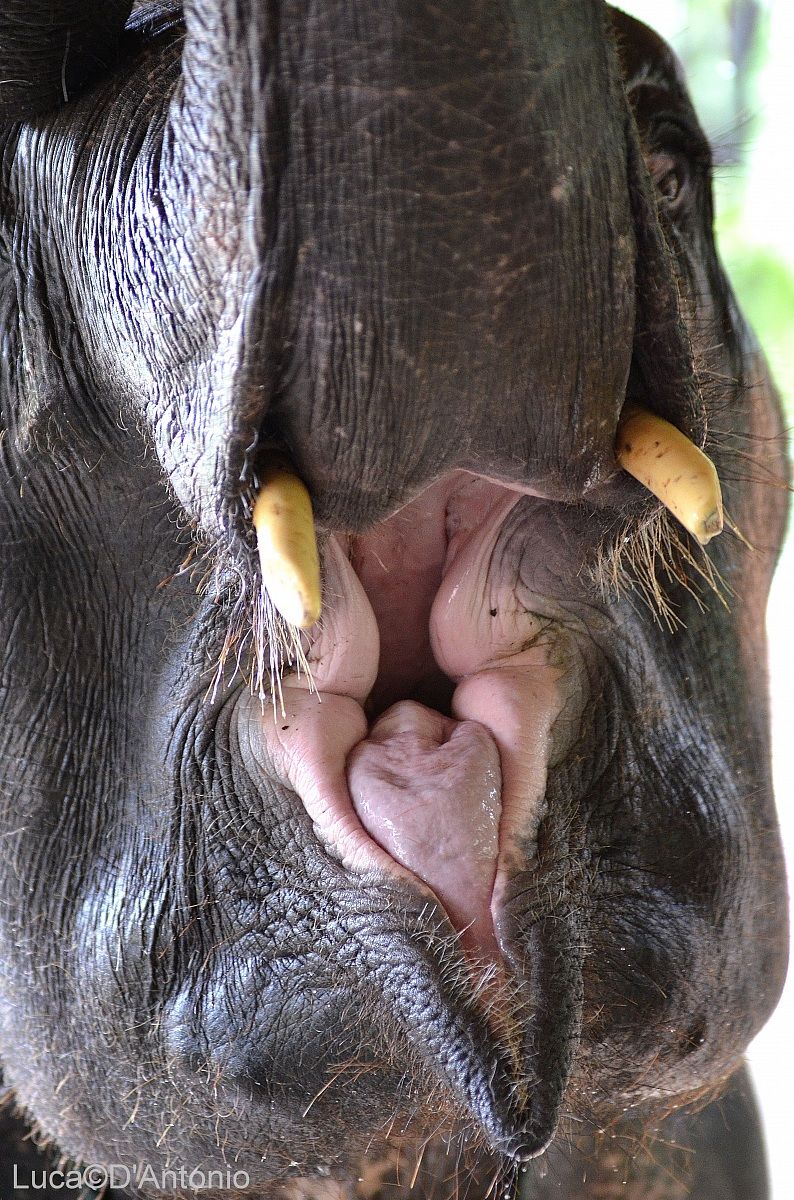 Incontro Ravvicinato