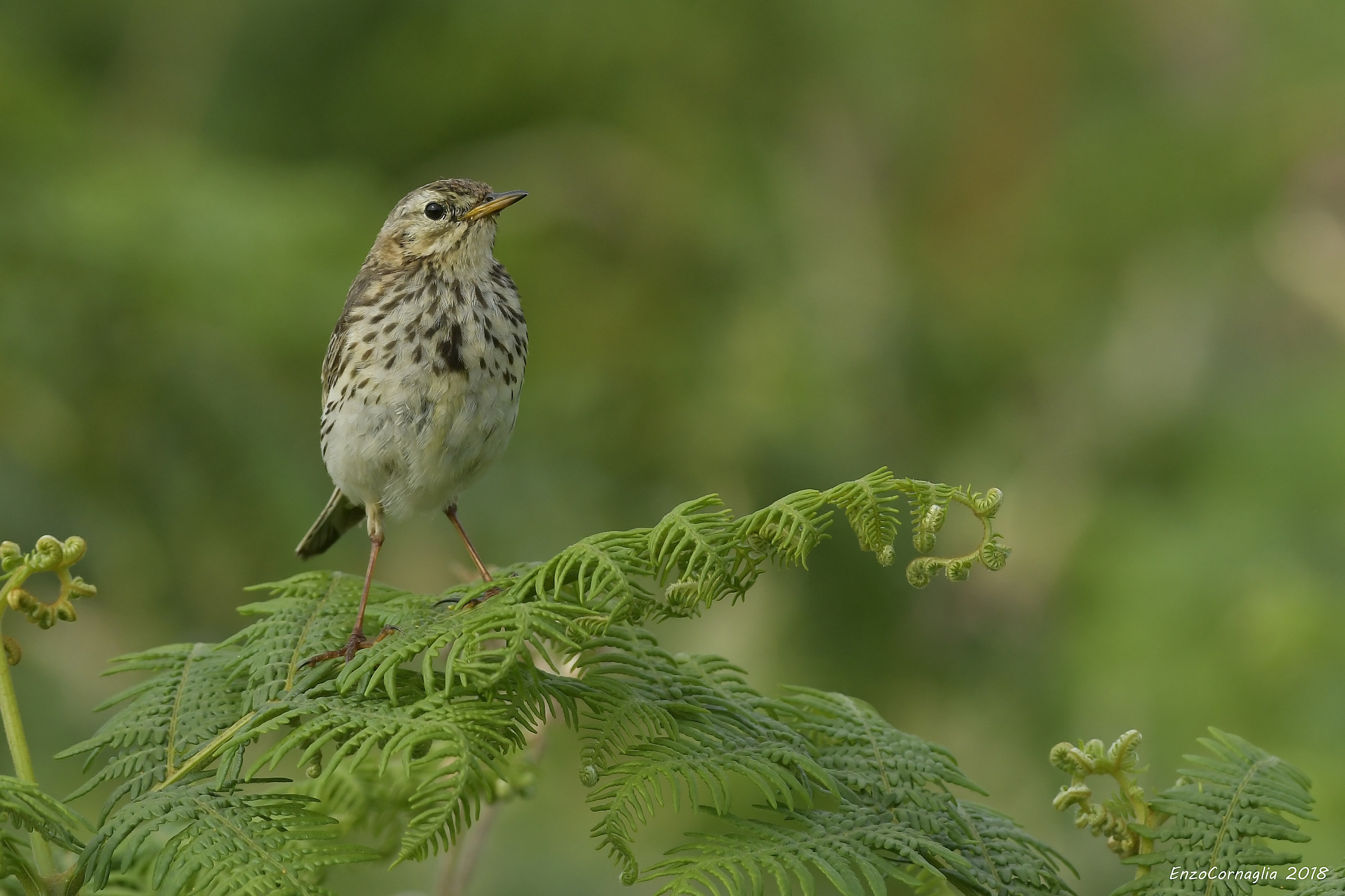 Pipit Anthus