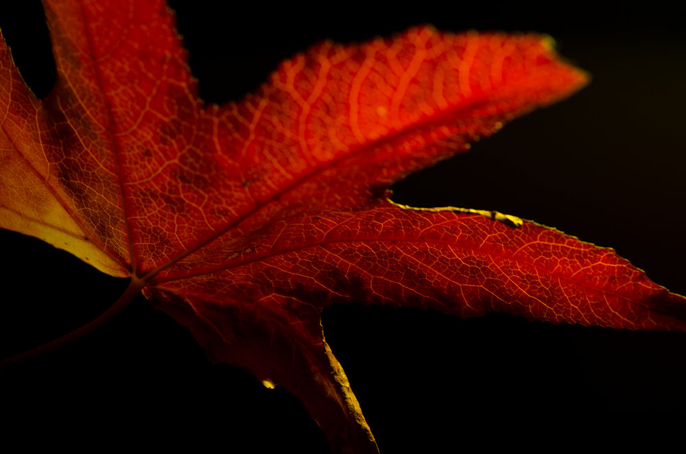 L'essence de l'Automne
