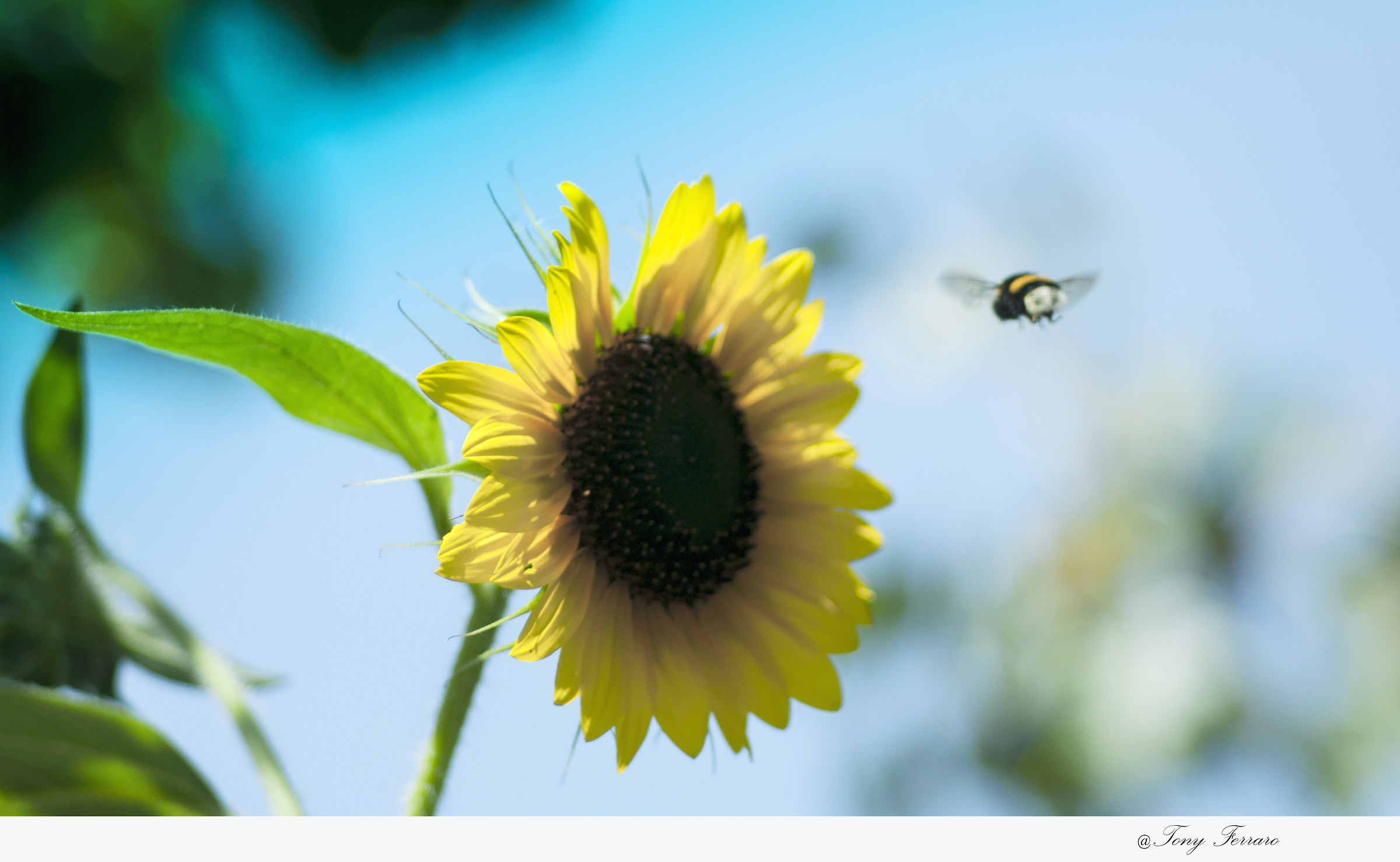Sunflower and the Bee Maia