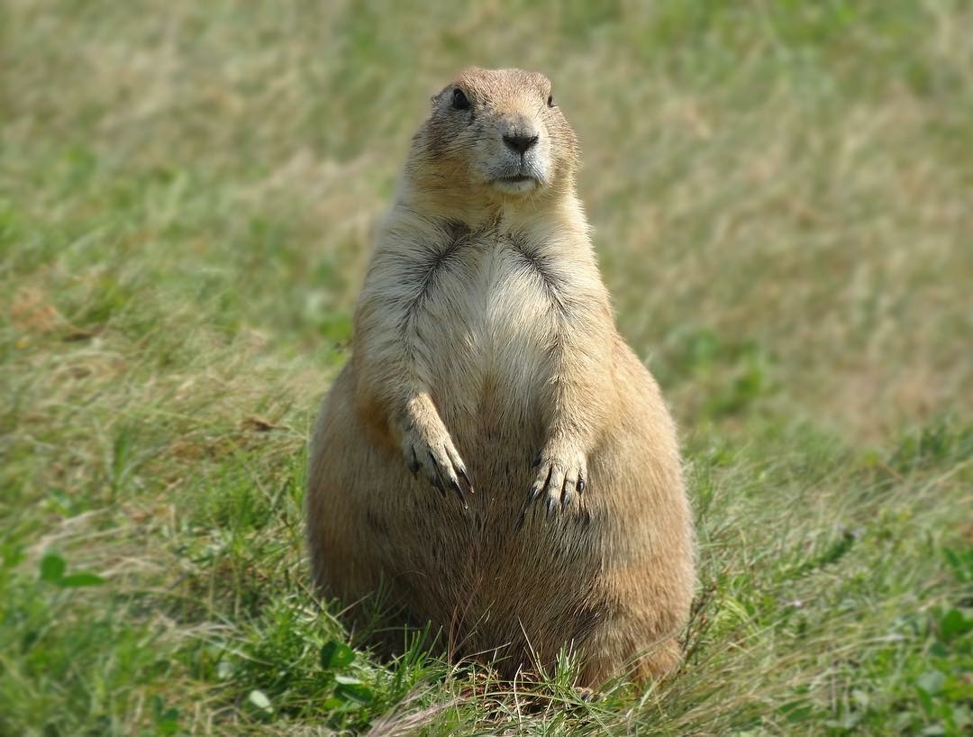 Prairie Dog