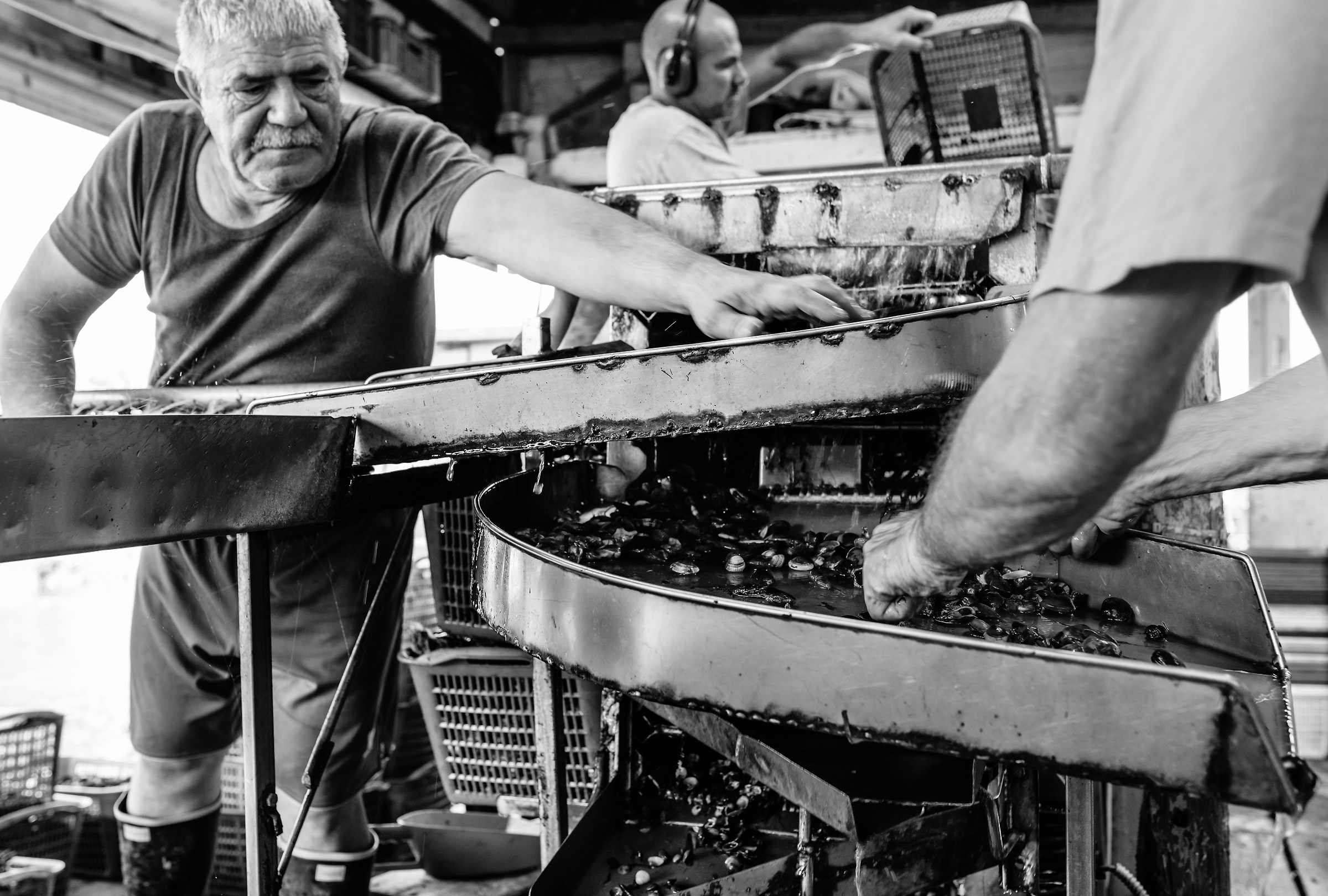 Lavoro a cascata - Valli di Comacchio