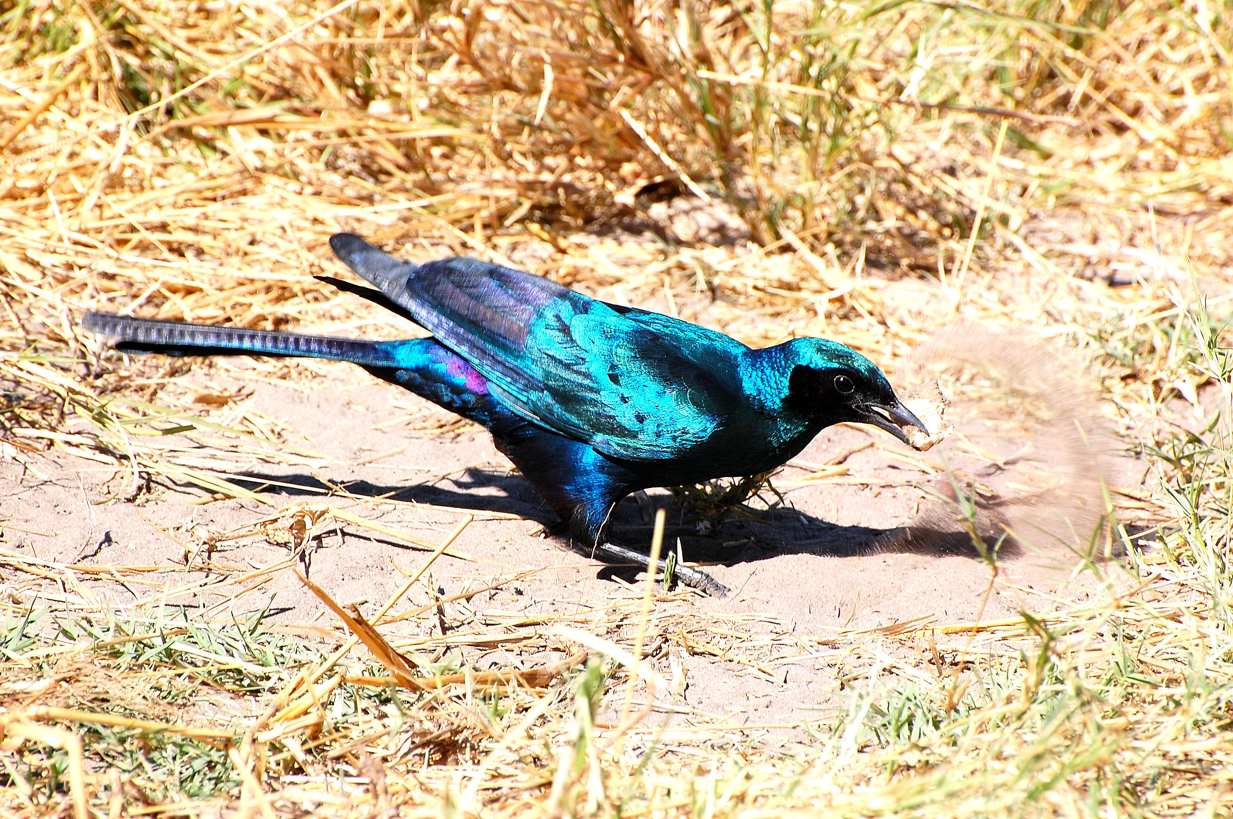 Botswana: Blue African Starflock