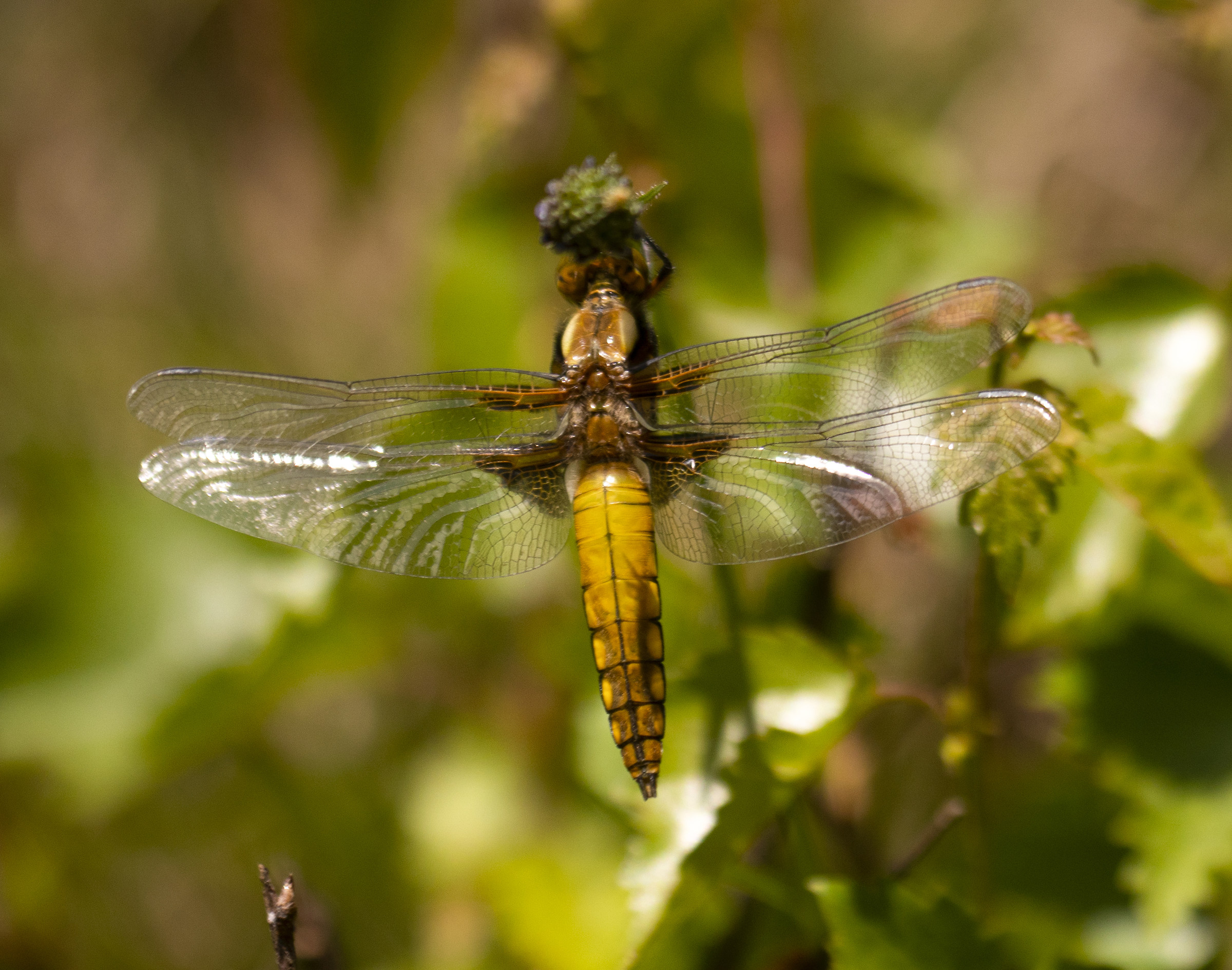 Libellula depressa