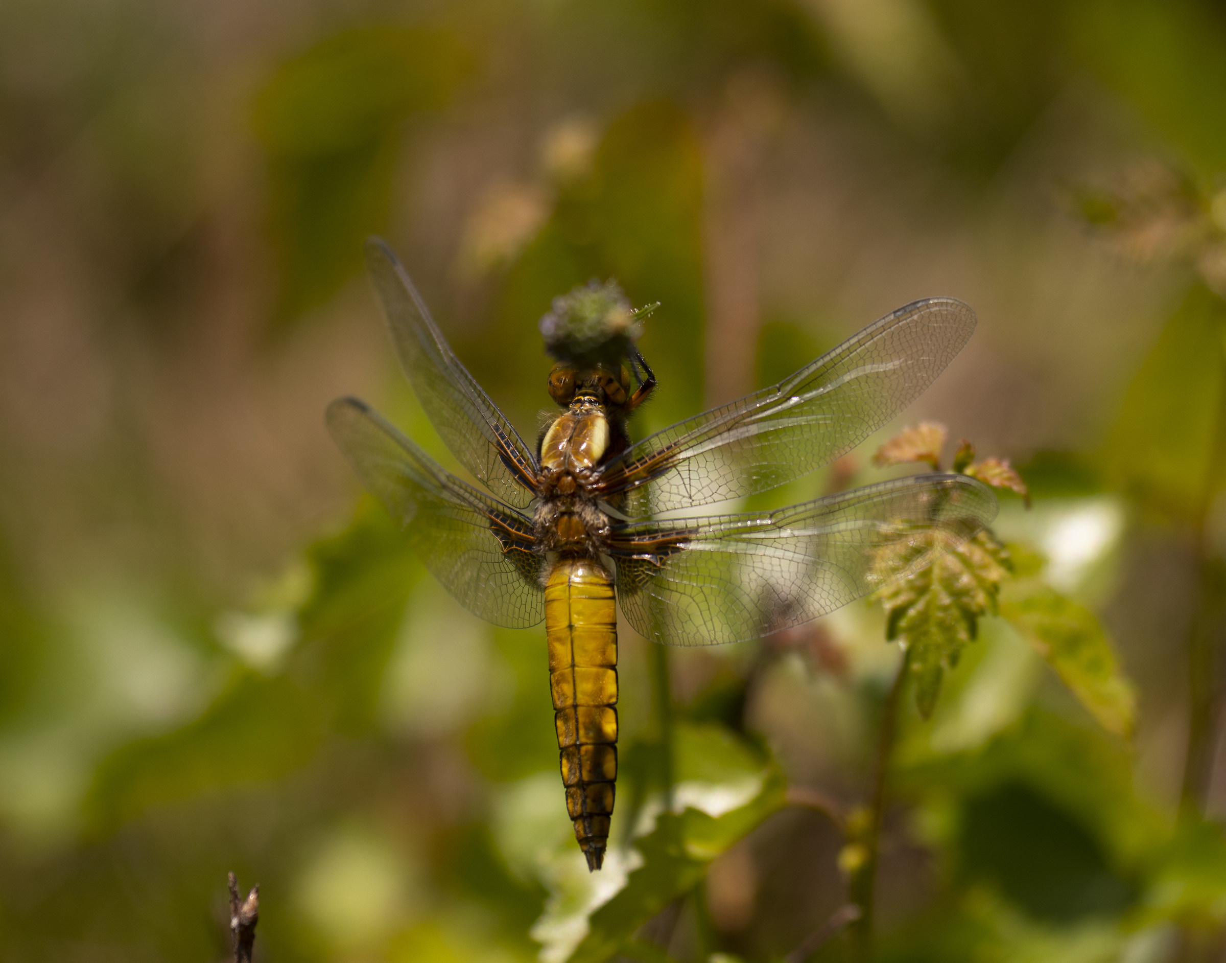 Libellula depressa