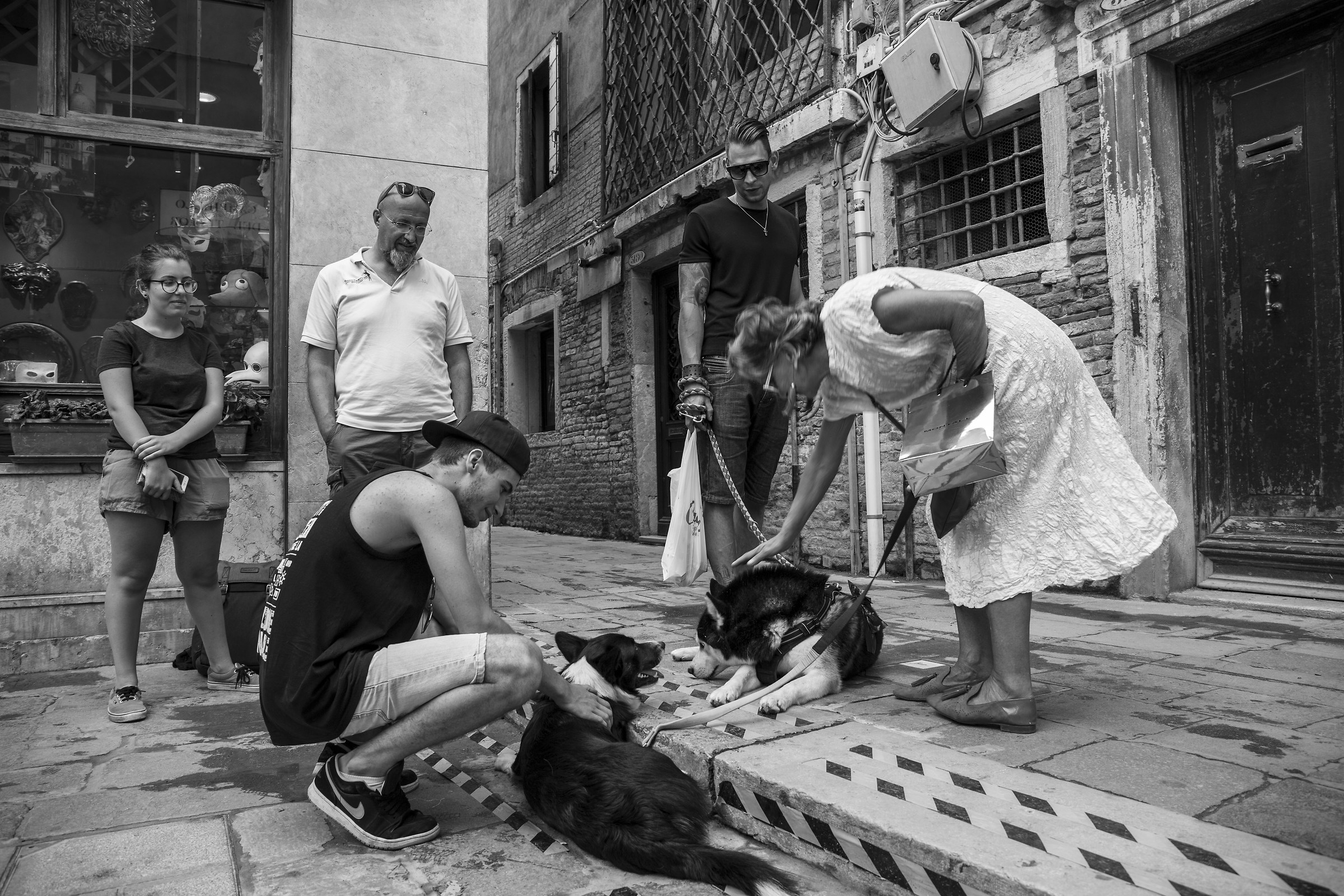 Dogs in Venice