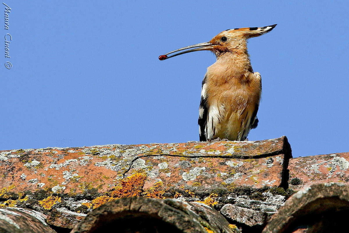 Hoopoe with Prey
