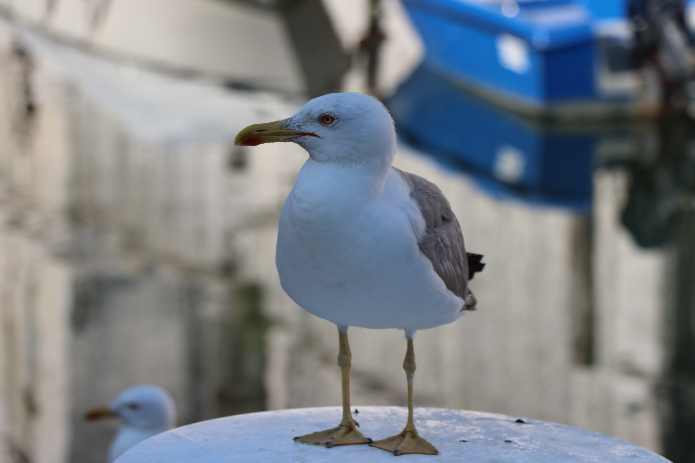 Curious Seagull