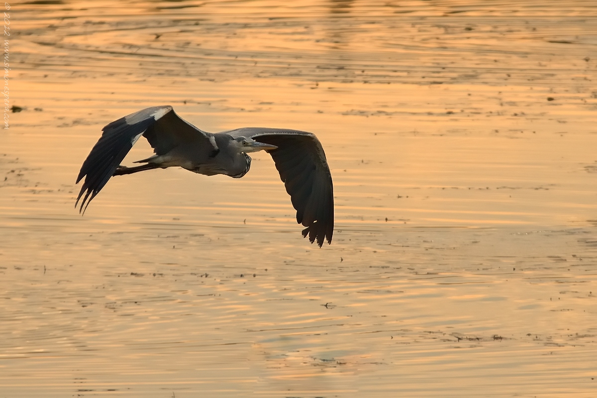 Grey Heron (Ardea cinerea)