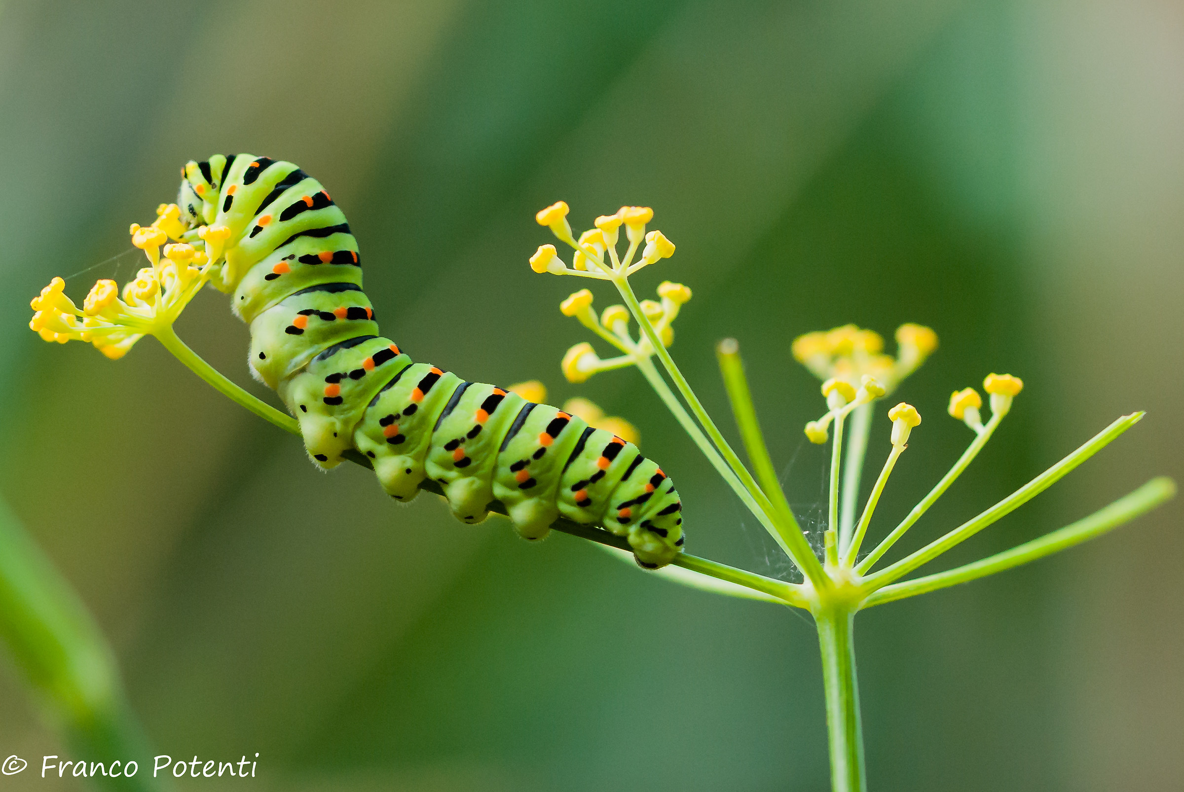 Papilio Machaon's Caterpillar