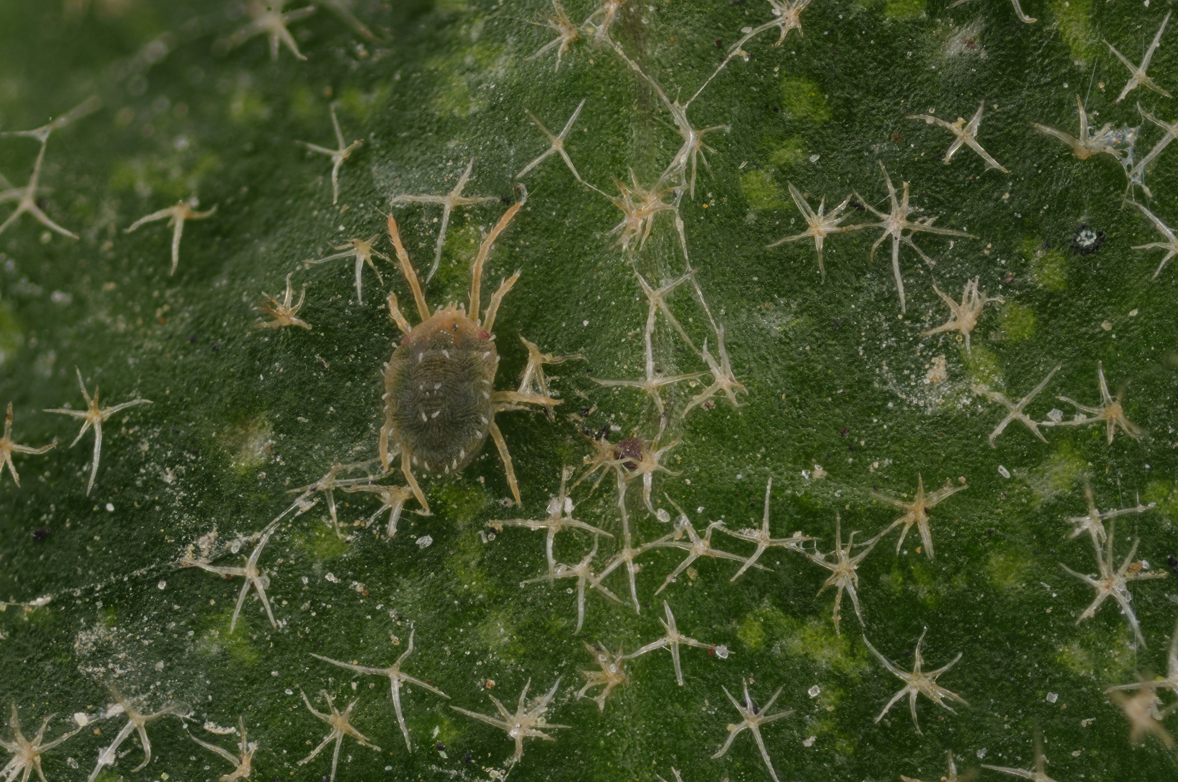 Acaro tra tricomi stellati